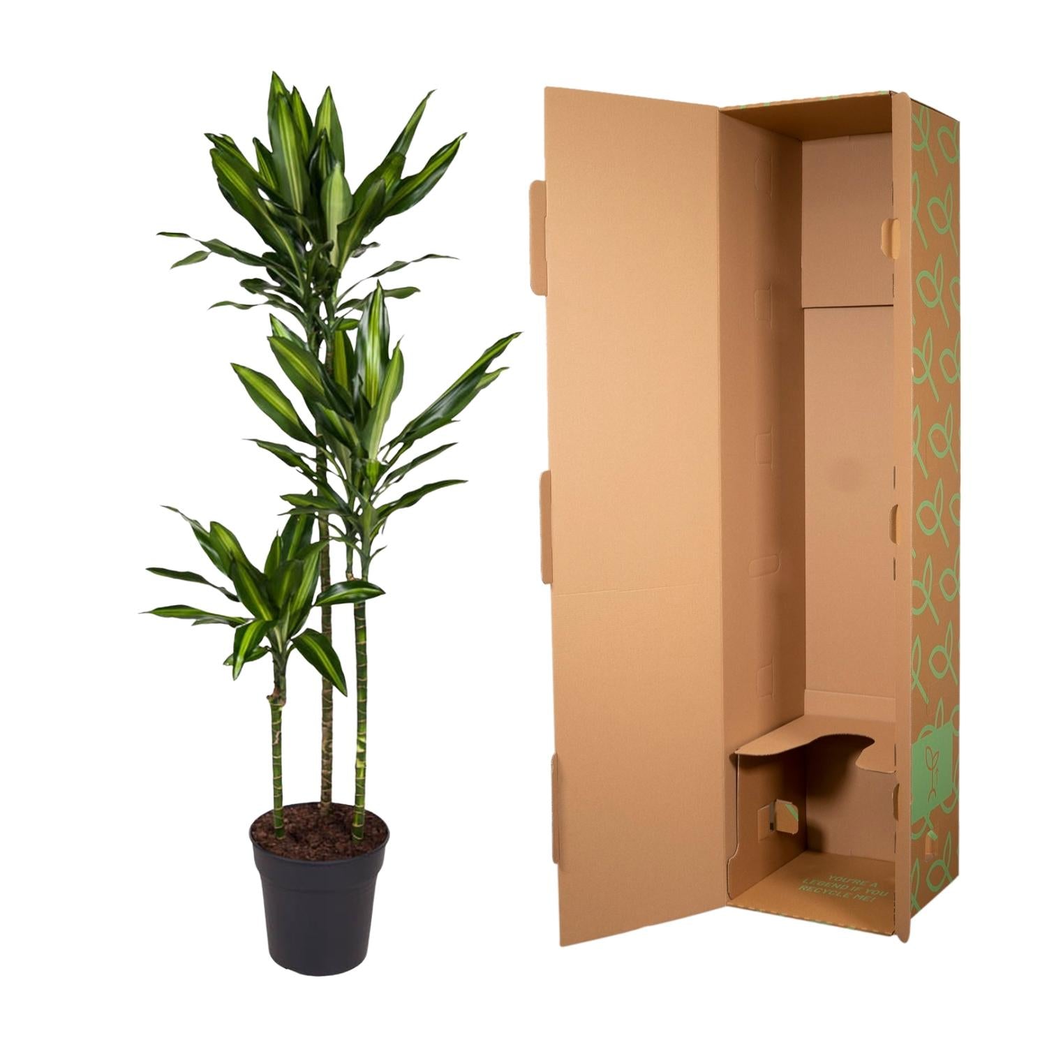 Dracaena Cintho Ø 24 H 160 cm 3