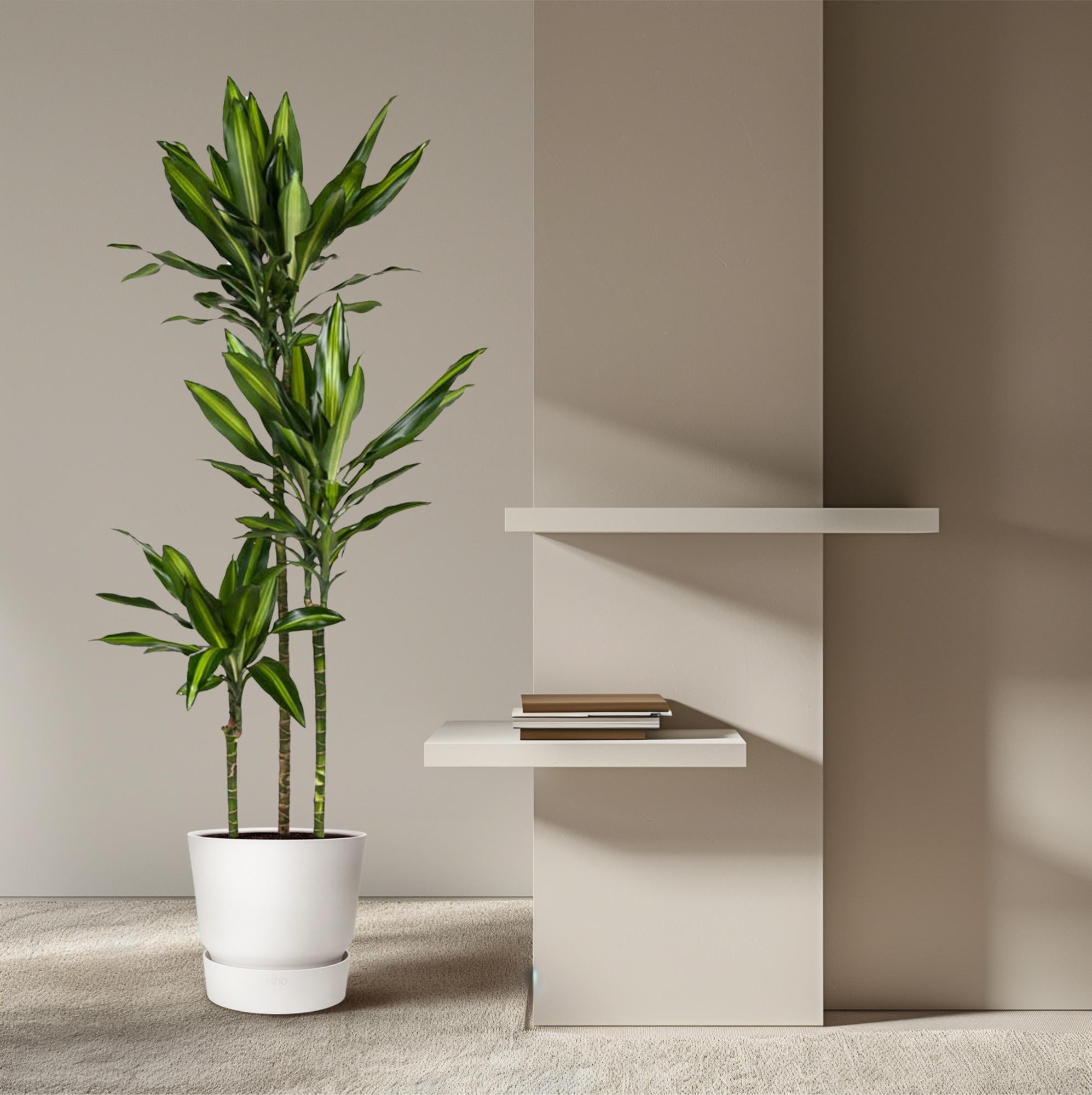 Dracaena Cintho Ø 24 H 160 cm 4