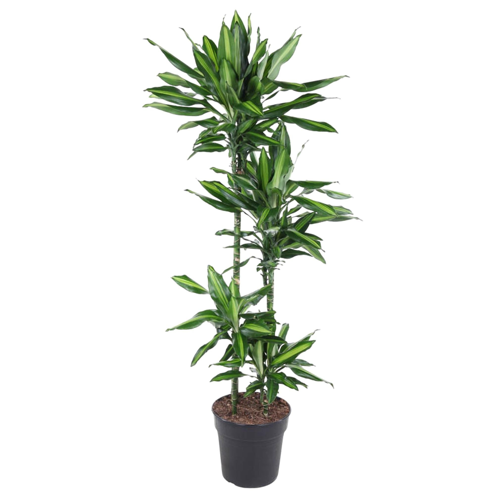 Dracaena Cintho Ø 27 H 150 cm