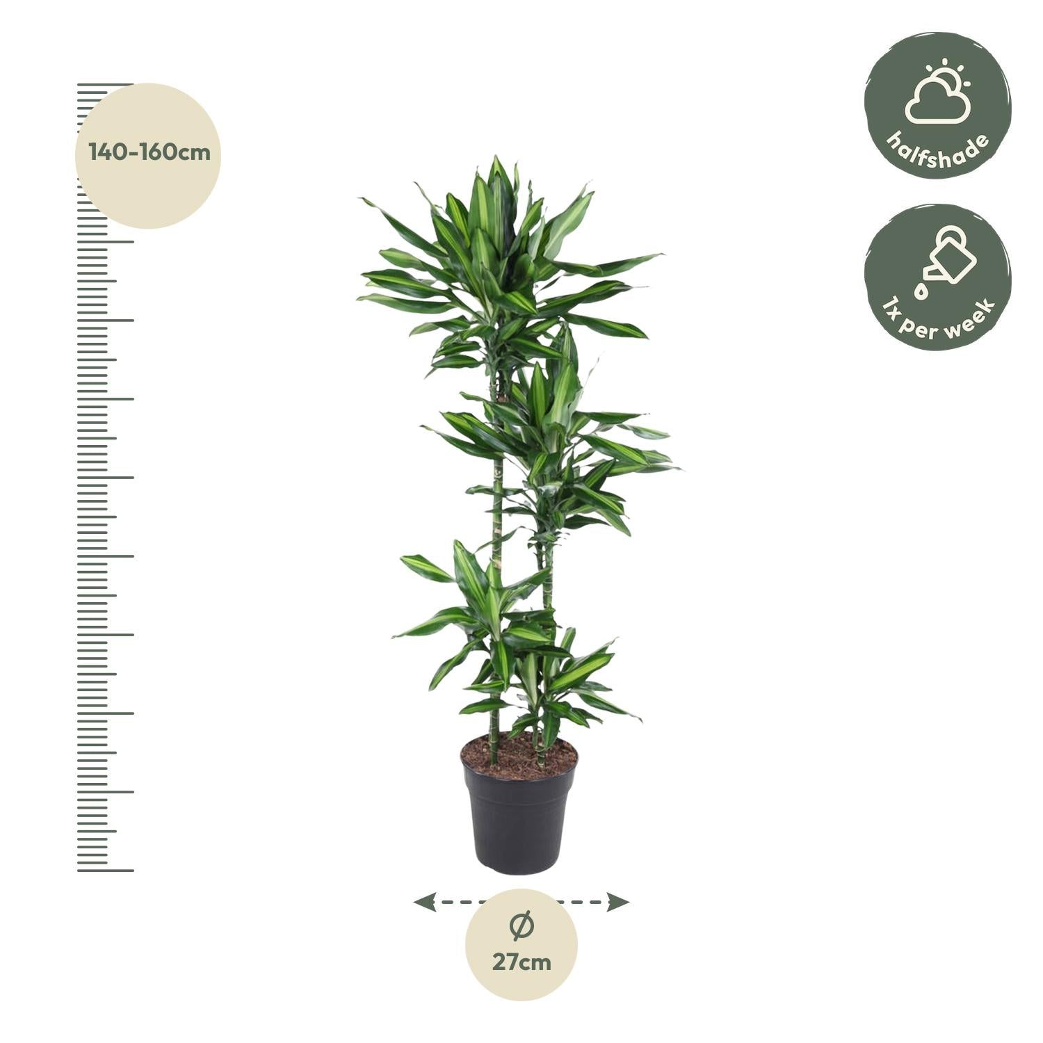 Dracaena Cintho Ø 27 H 150 cm 2