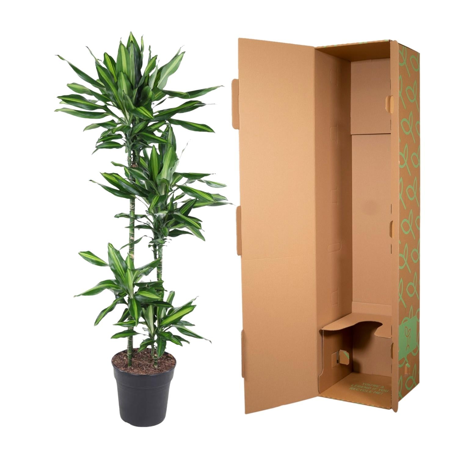 Dracaena Cintho Ø 27 H 150 cm 3