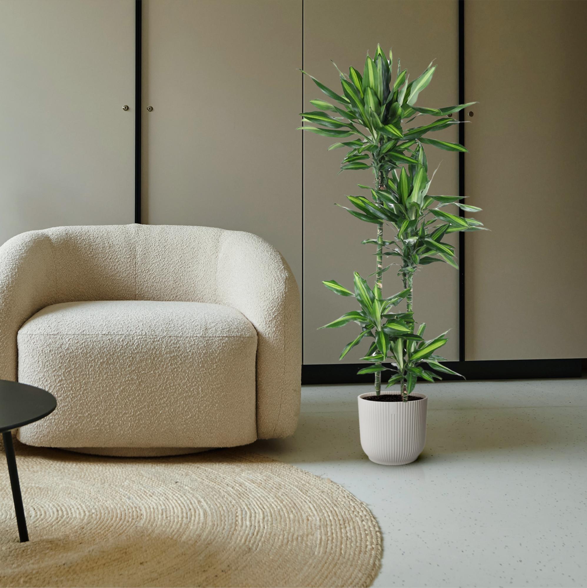 Dracaena Cintho Ø 27 H 150 cm 4