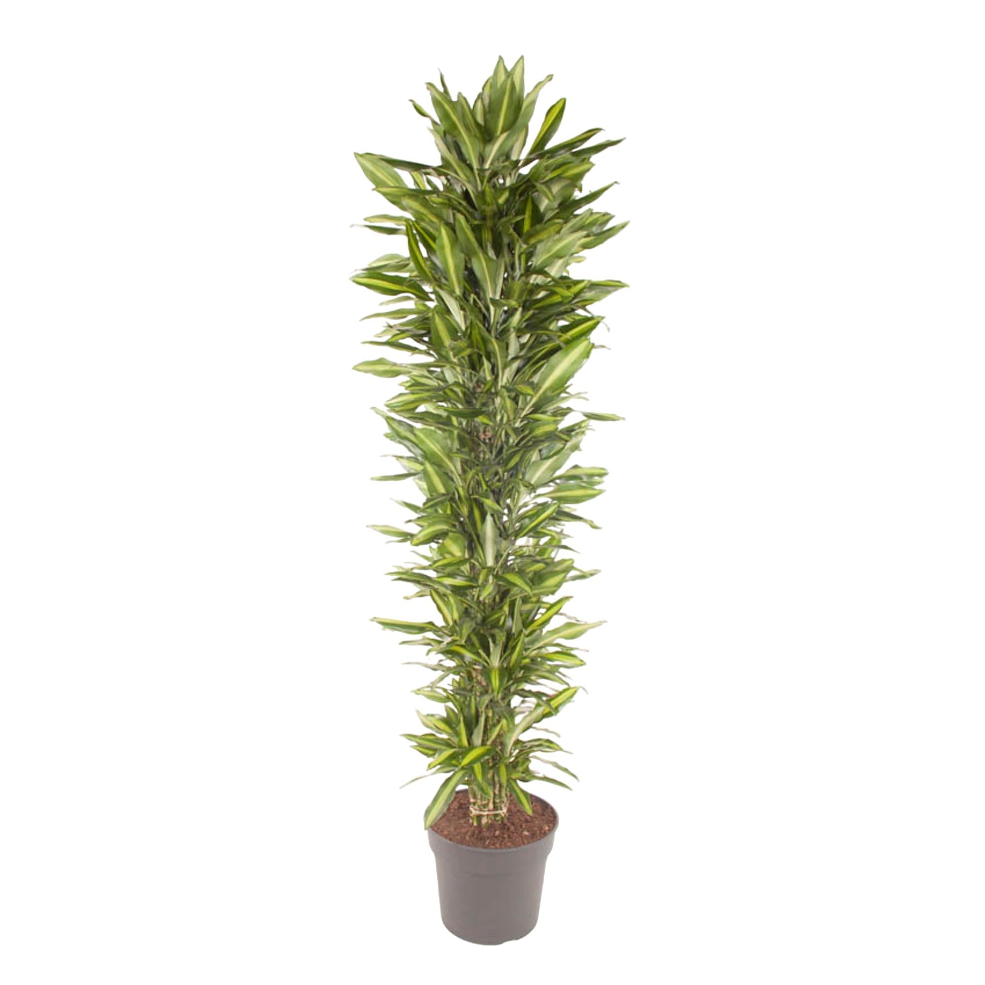 Dracaena Cintho (vertakt) Ø 40 H 210 cm