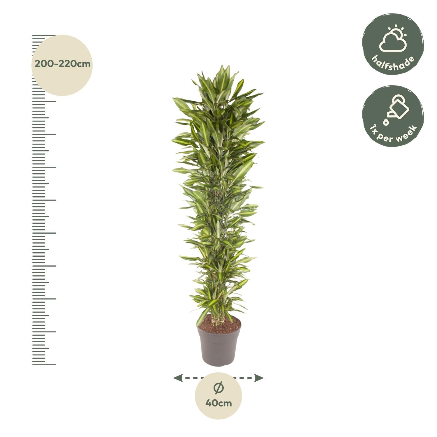 Dracaena Cintho (vertakt) Ø 40 H 210 cm 2