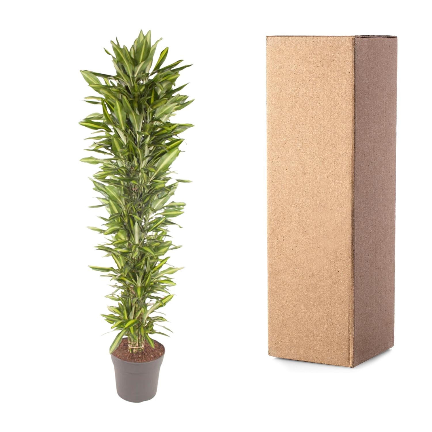 Dracaena Cintho (vertakt) Ø 40 H 210 cm 3