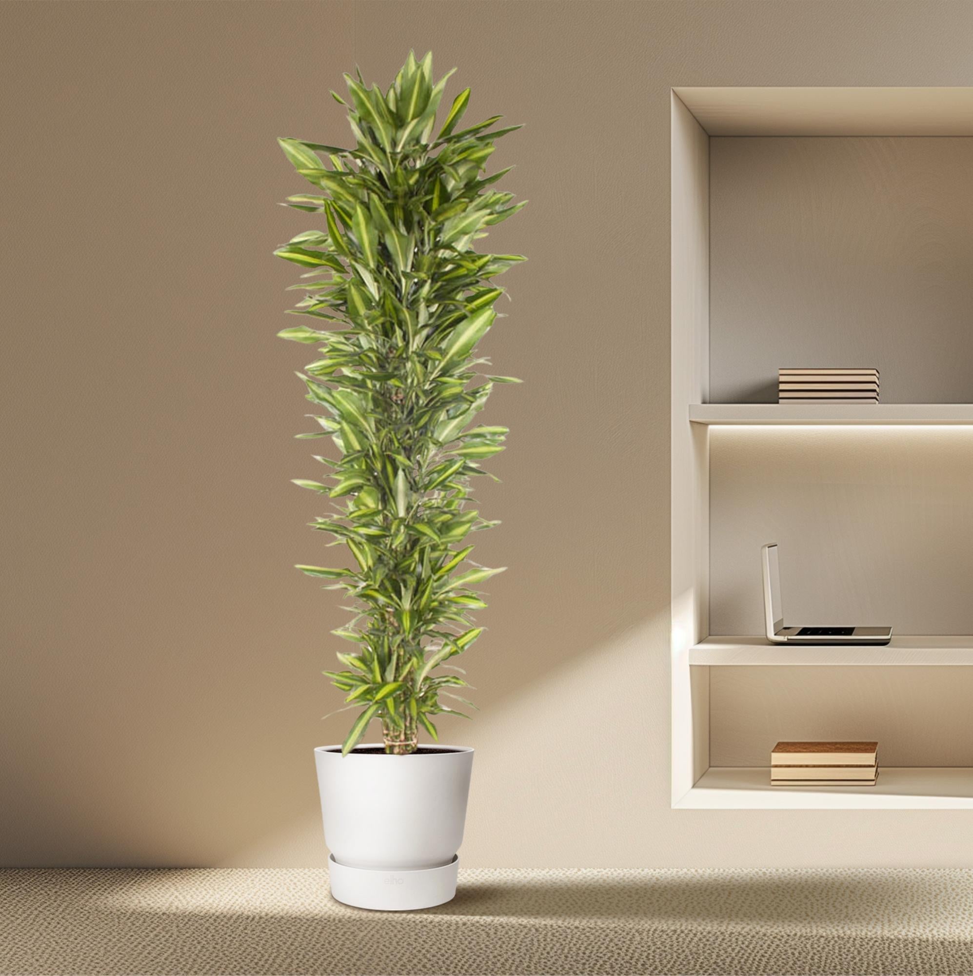 Dracaena Cintho (vertakt) Ø 40 H 210 cm 4
