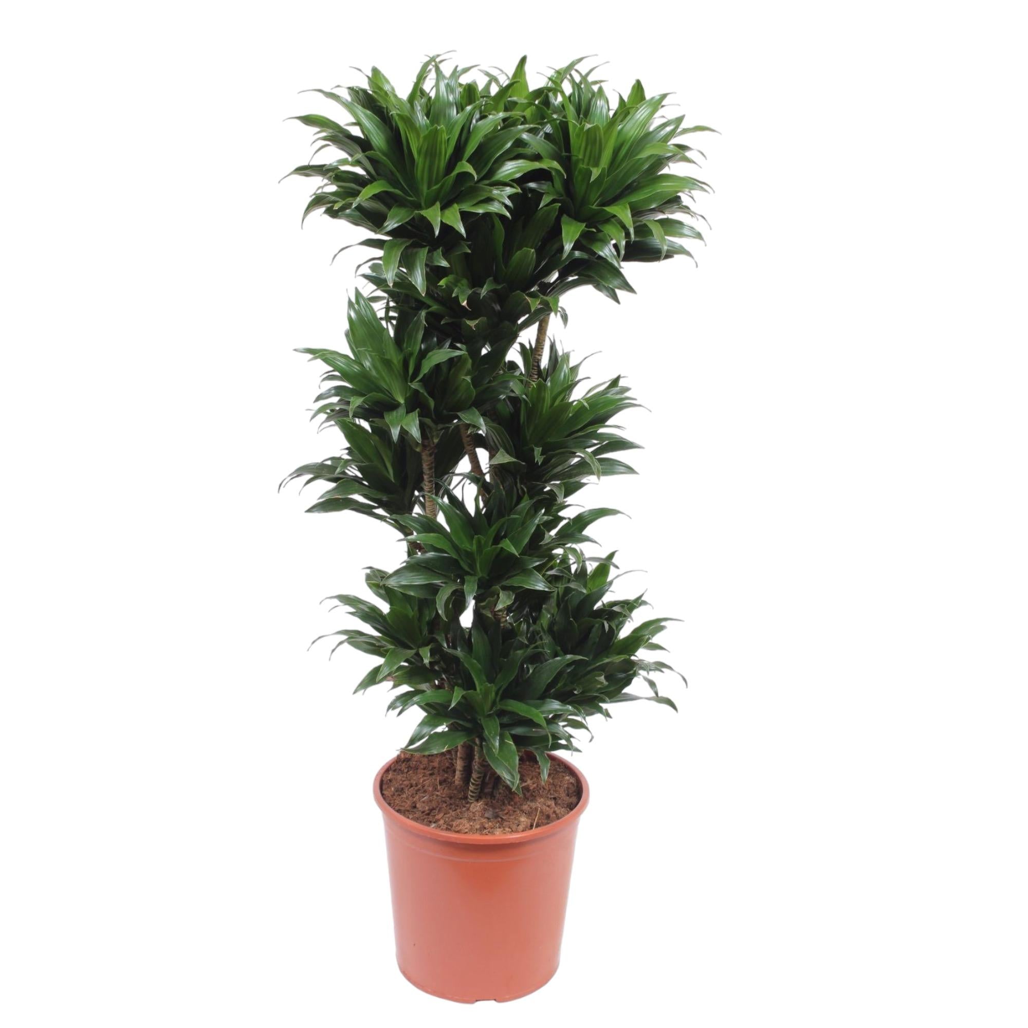 Dracaena Compacta Ø 30 H 140 cm