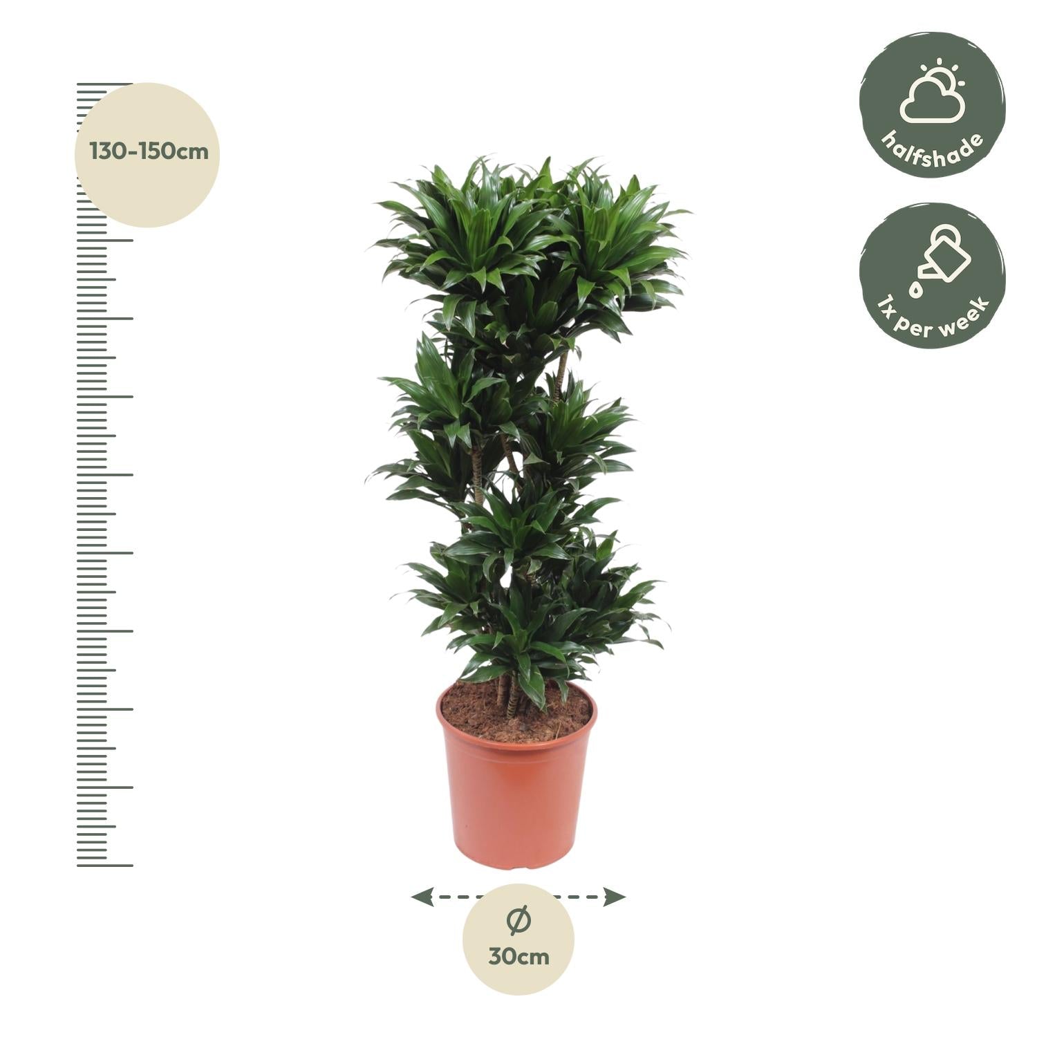 Dracaena Compacta Ø 30 H 140 cm 2