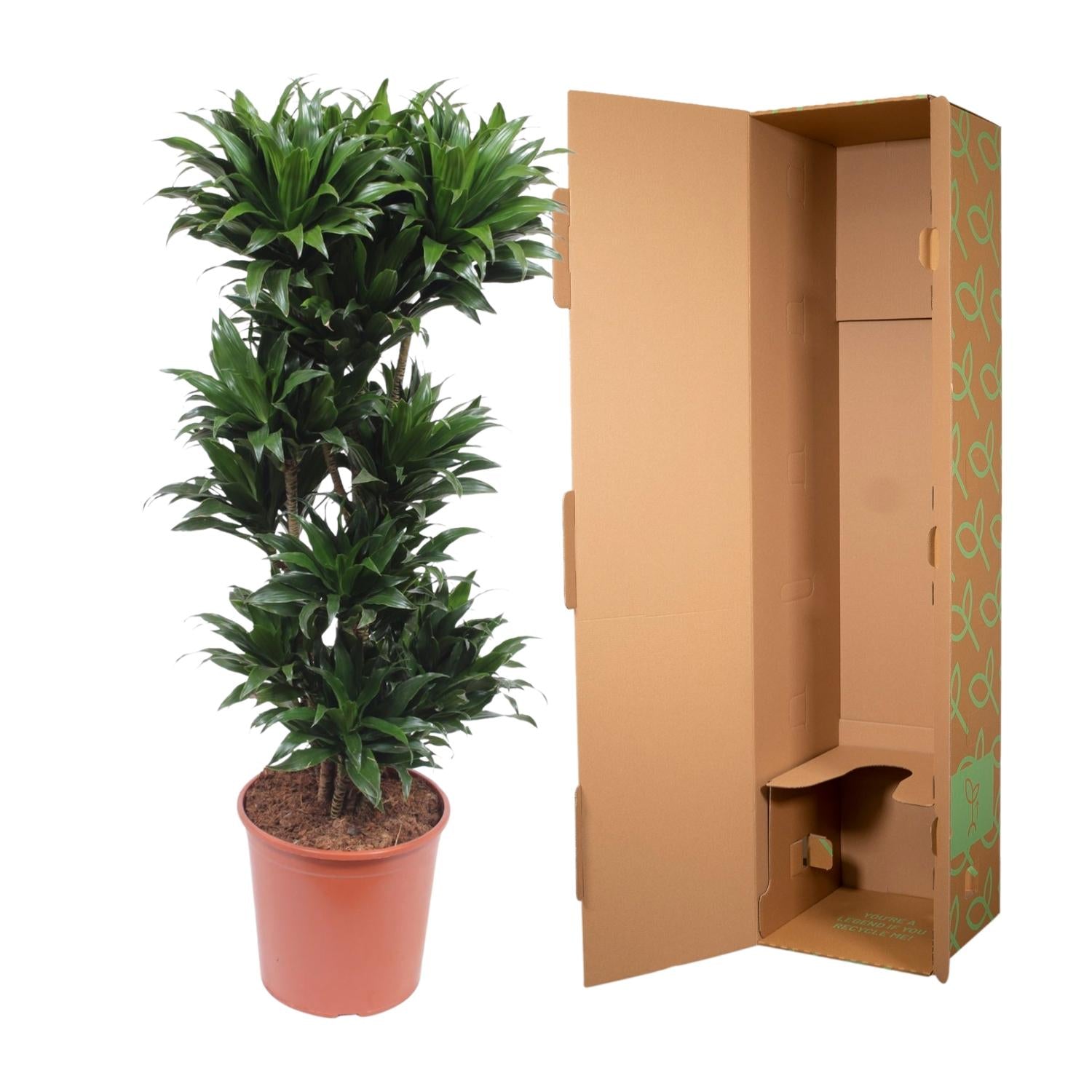Dracaena Compacta Ø 30 H 140 cm 3