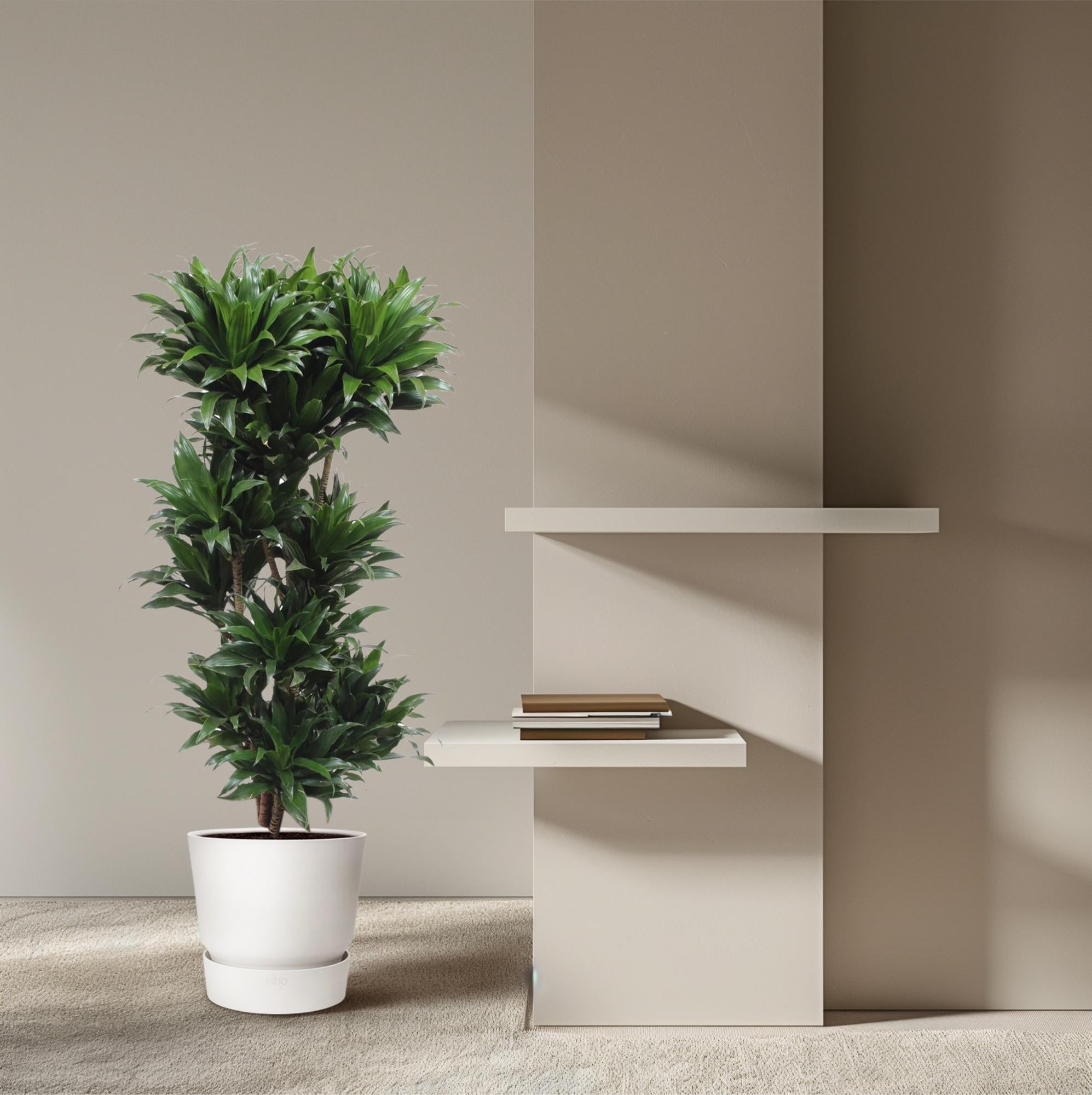 Dracaena Compacta Ø 30 H 140 cm 4