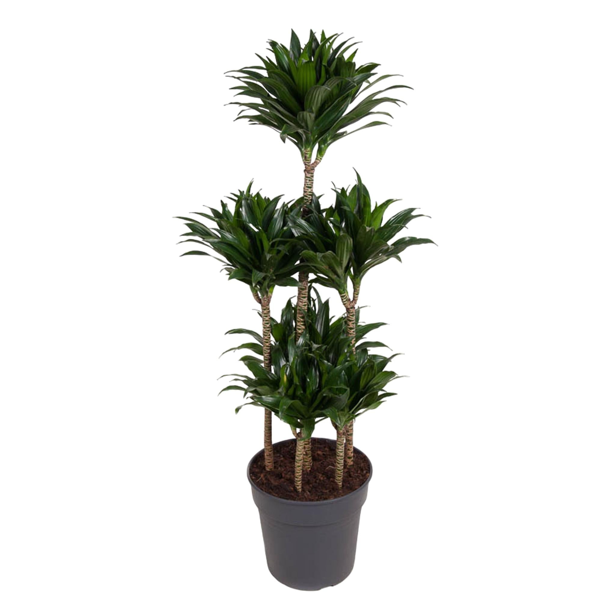 Dracaena Compacta Carrousel Ø 31 H 130 cm
