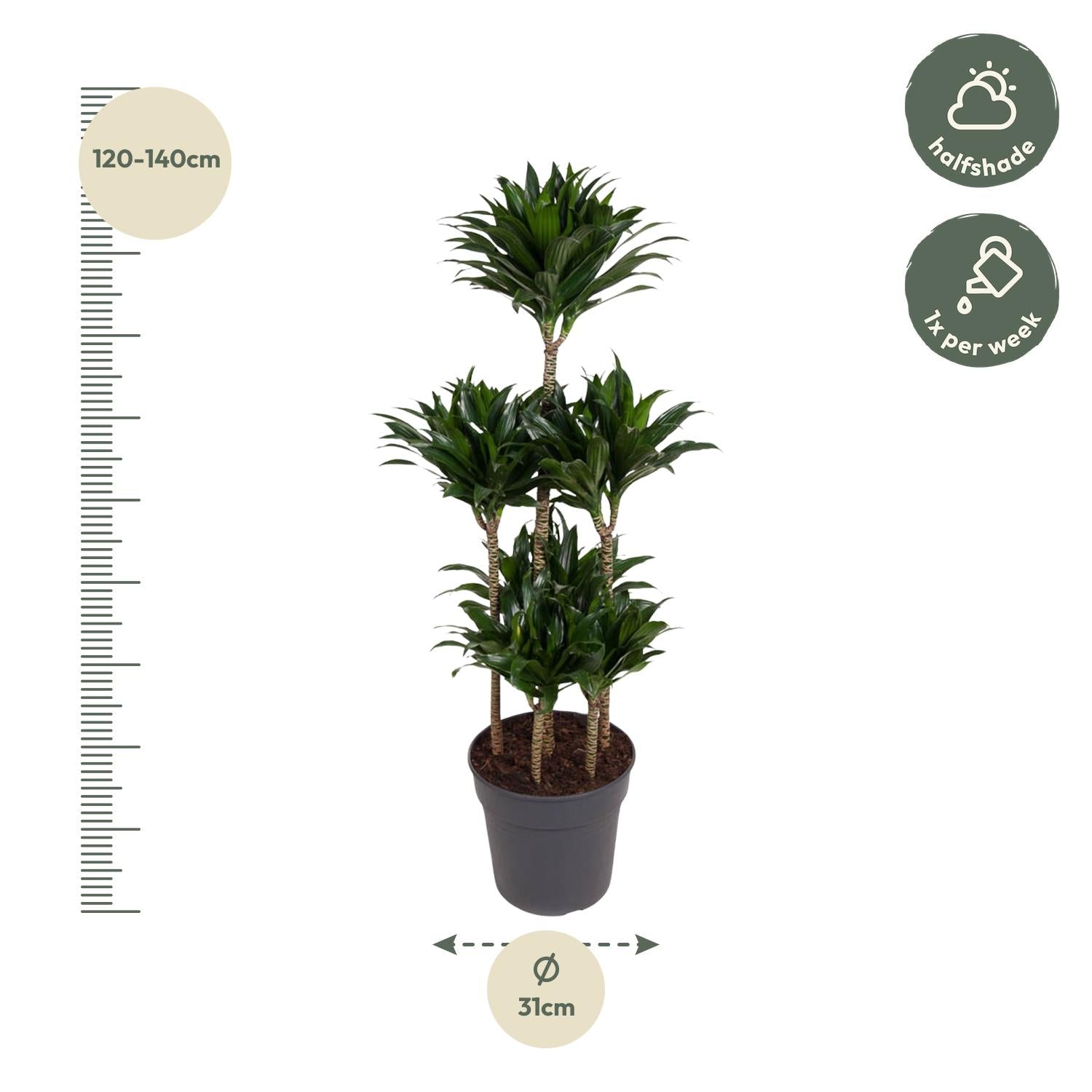 Dracaena Compacta Carrousel Ø 31 H 130 cm 2