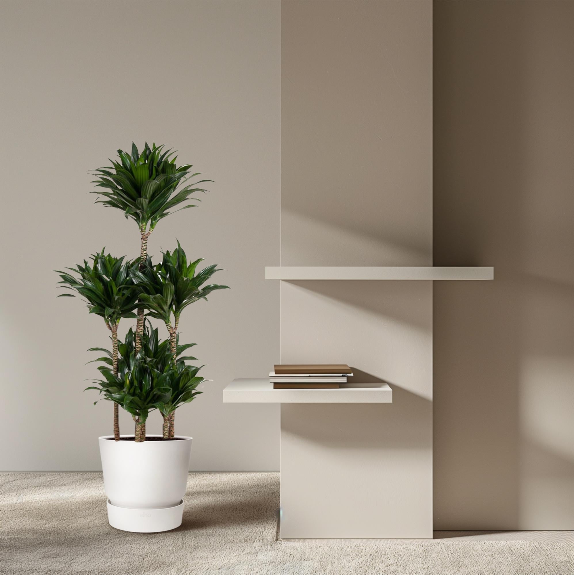 Dracaena Compacta Carrousel Ø 31 H 130 cm 4