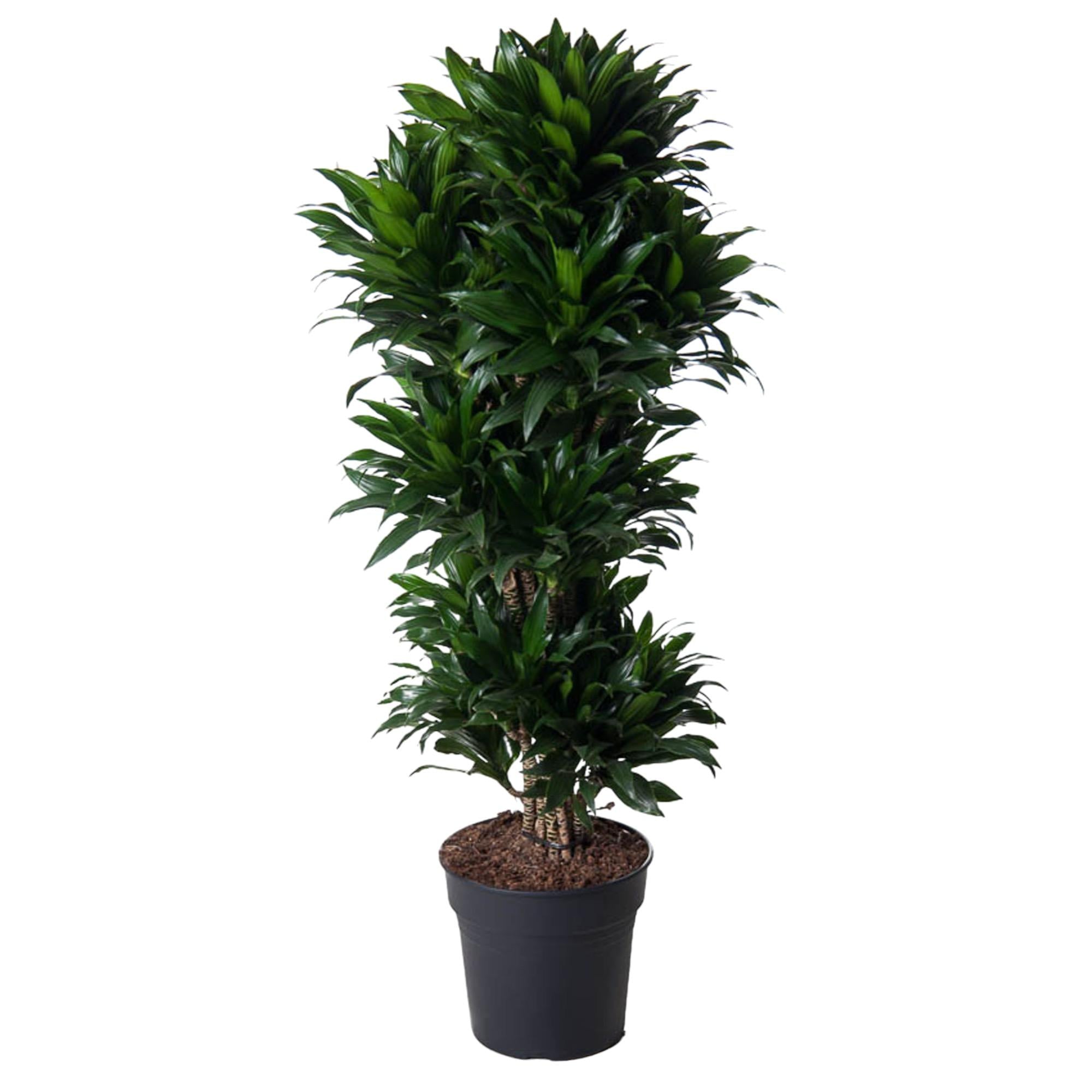 Dracaena Compacta (vertakt) Ø 31 H 140 cm