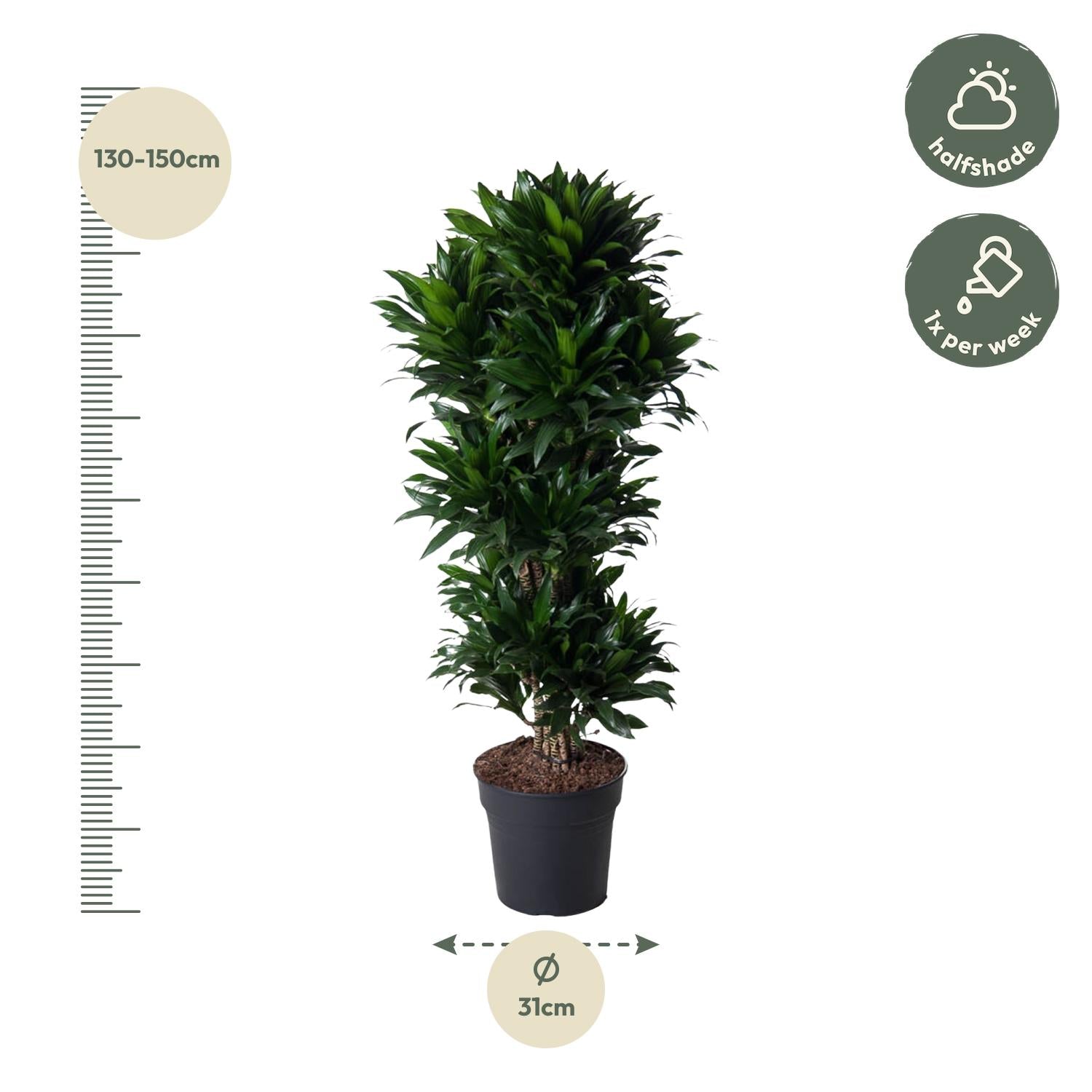 Dracaena Compacta (vertakt) Ø 31 H 140 cm 2
