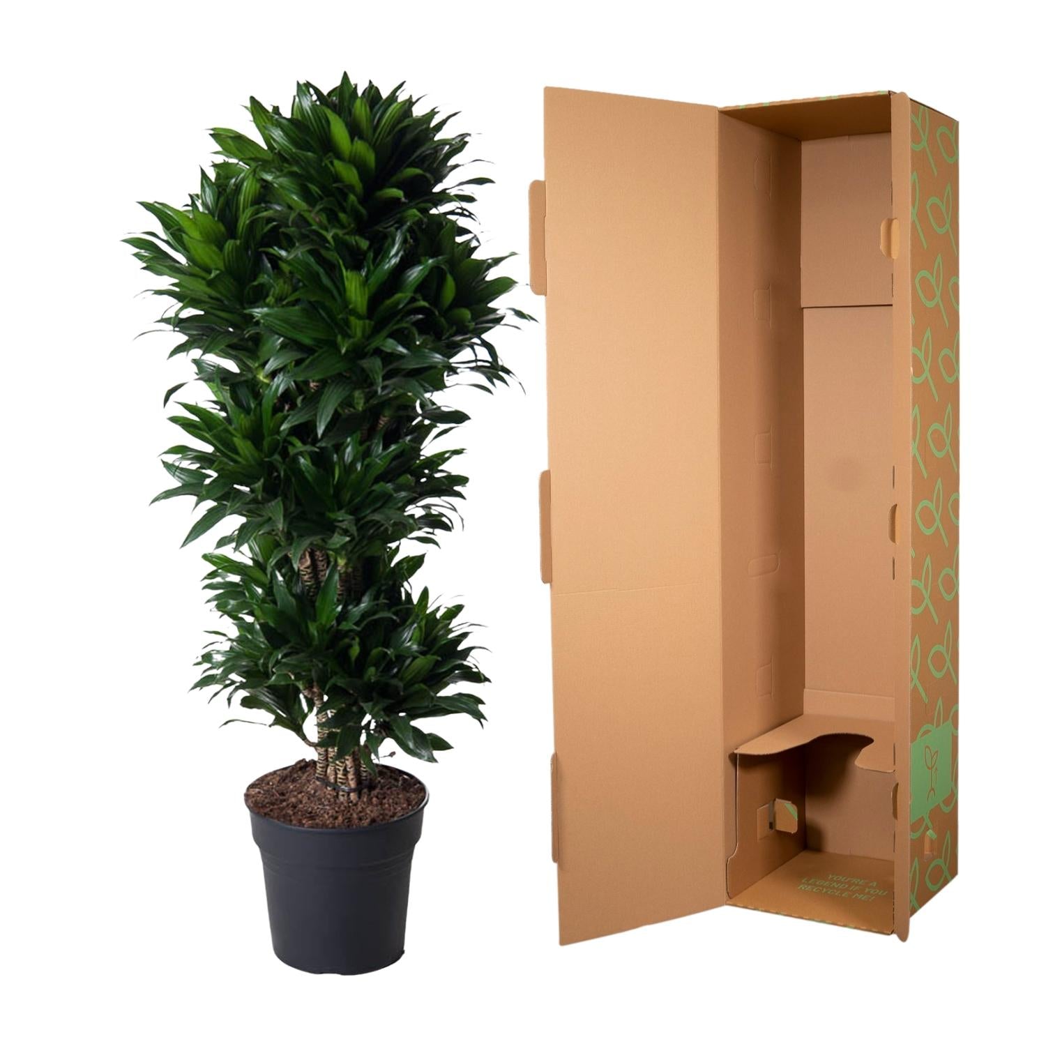 Dracaena Compacta (vertakt) Ø 31 H 140 cm 3