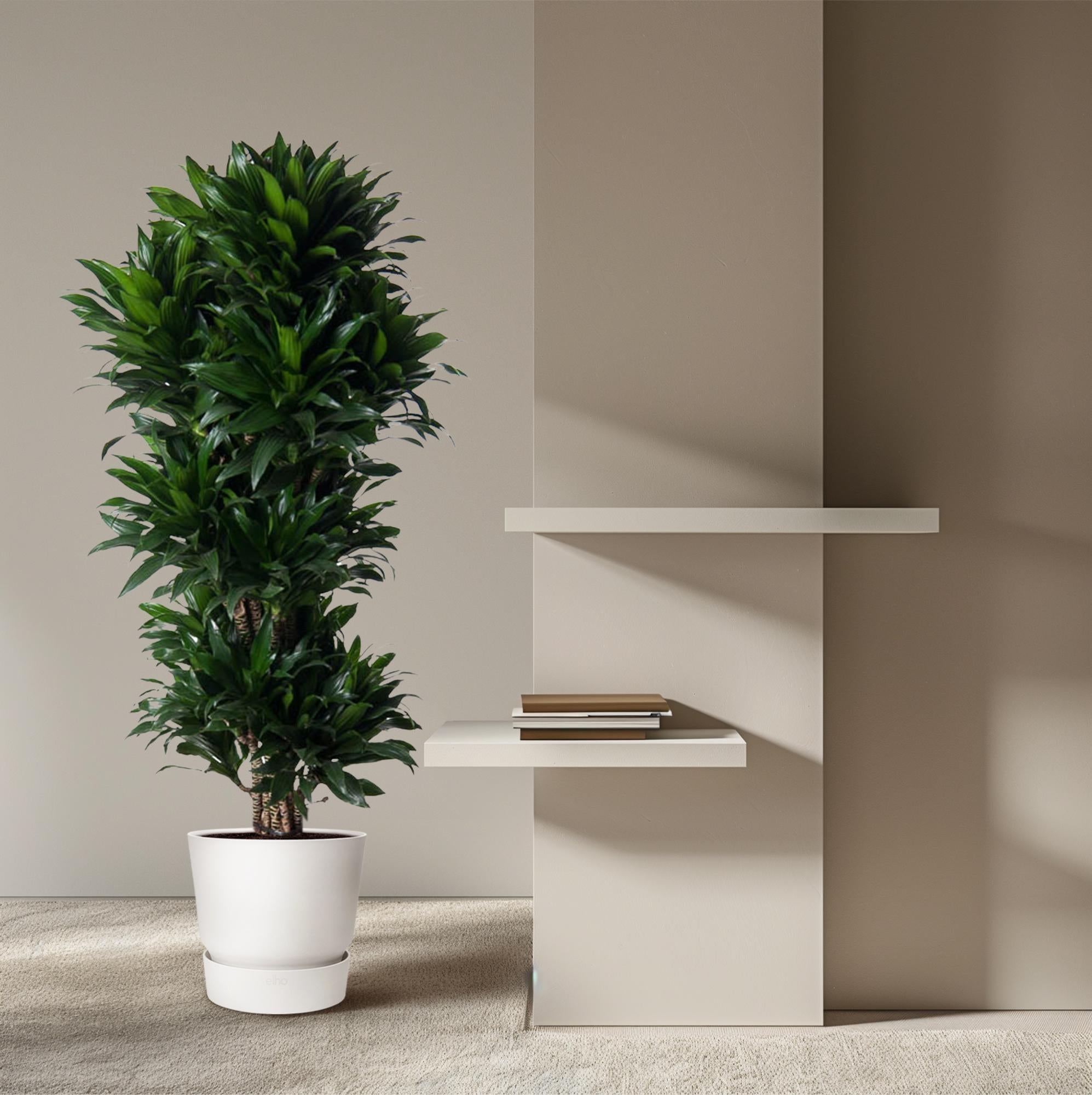 Dracaena Compacta (vertakt) Ø 31 H 140 cm 4