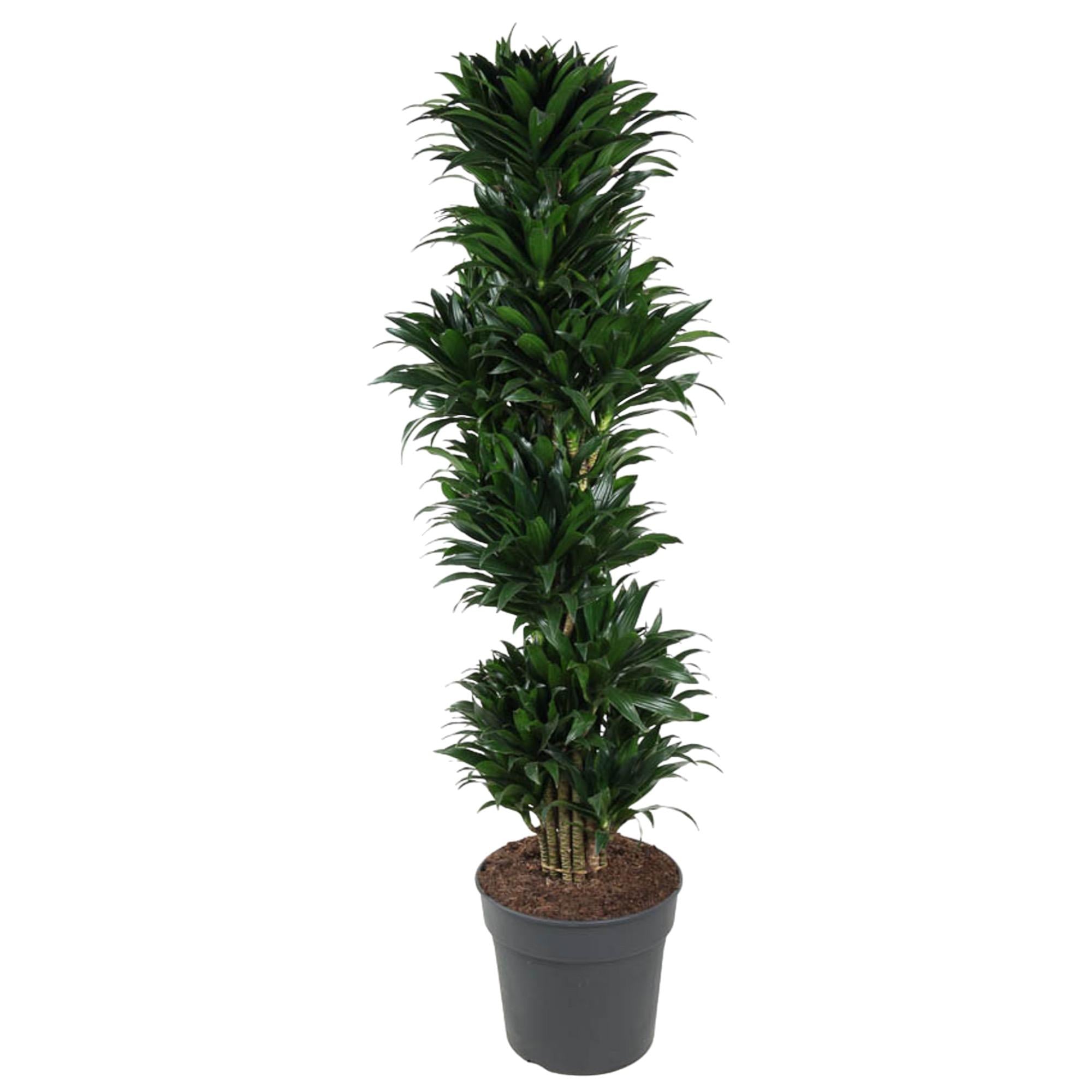 Dracaena Compacta (vertakt) Ø 34 H 170 cm