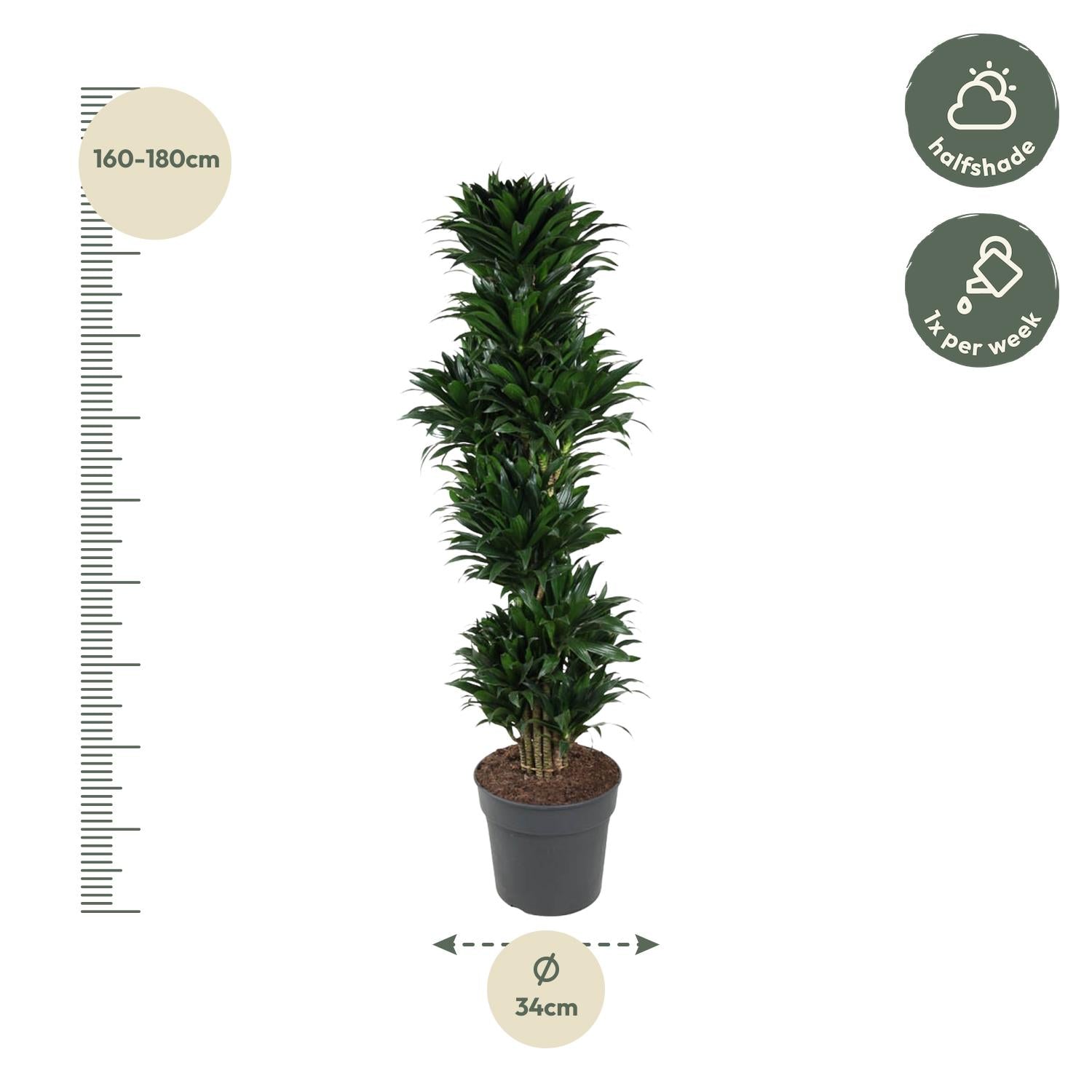Dracaena Compacta (vertakt) Ø 34 H 170 cm 2