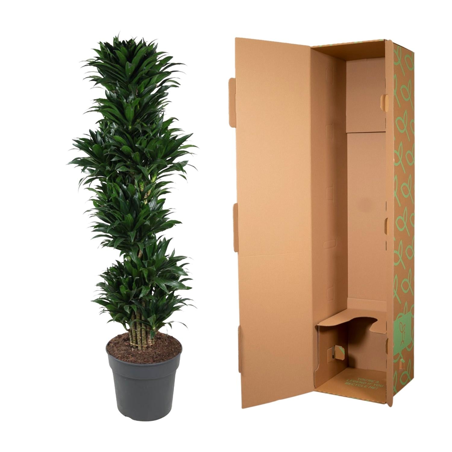 Dracaena Compacta (vertakt) Ø 34 H 170 cm 3
