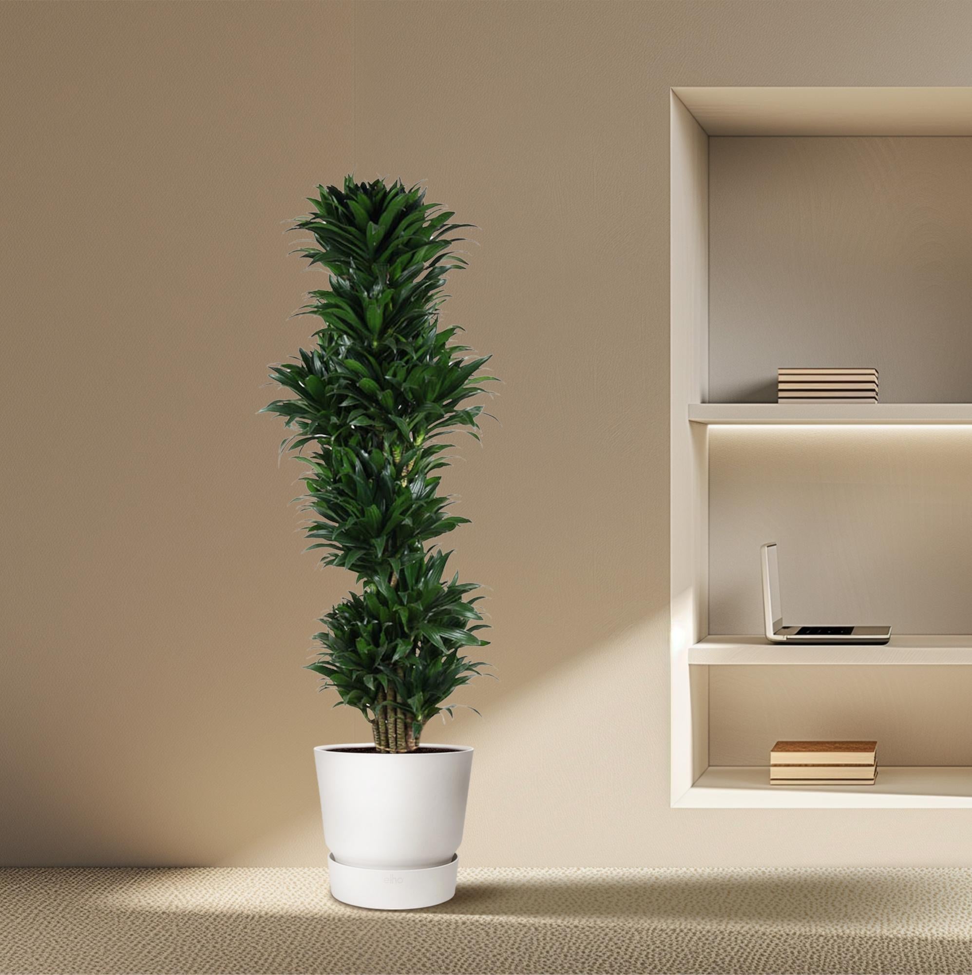 Dracaena Compacta (vertakt) Ø 34 H 170 cm 4