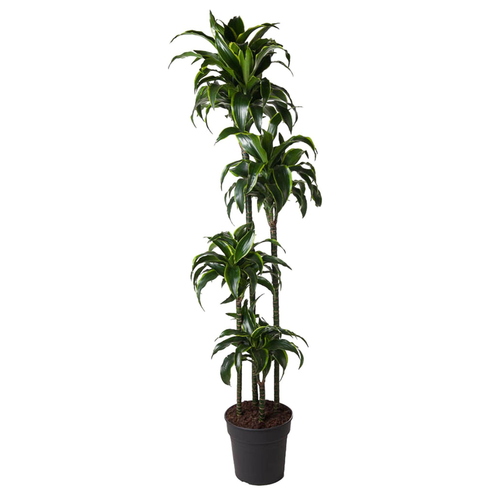 Dracaena Dorado Ø 27 H 170 cm