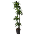 Dracaena Dorado Ø 27 H 170 cm