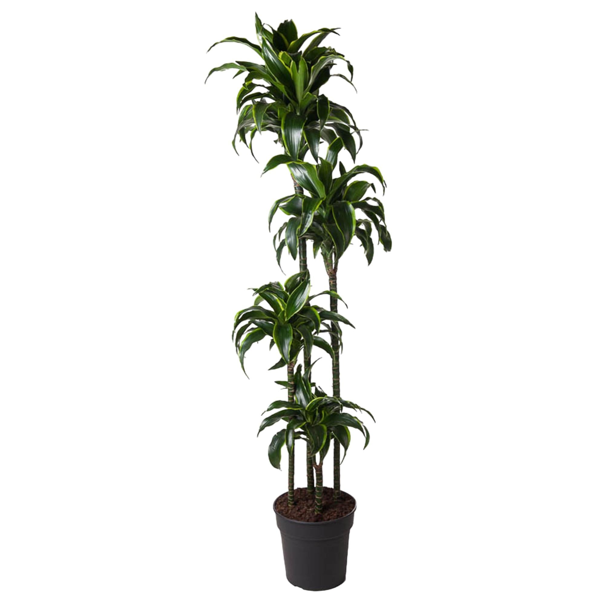 Dracaena Dorado Ø 27 H 170 cm