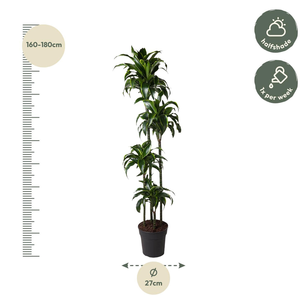 Dracaena Dorado Ø 27 H 170 cm 2