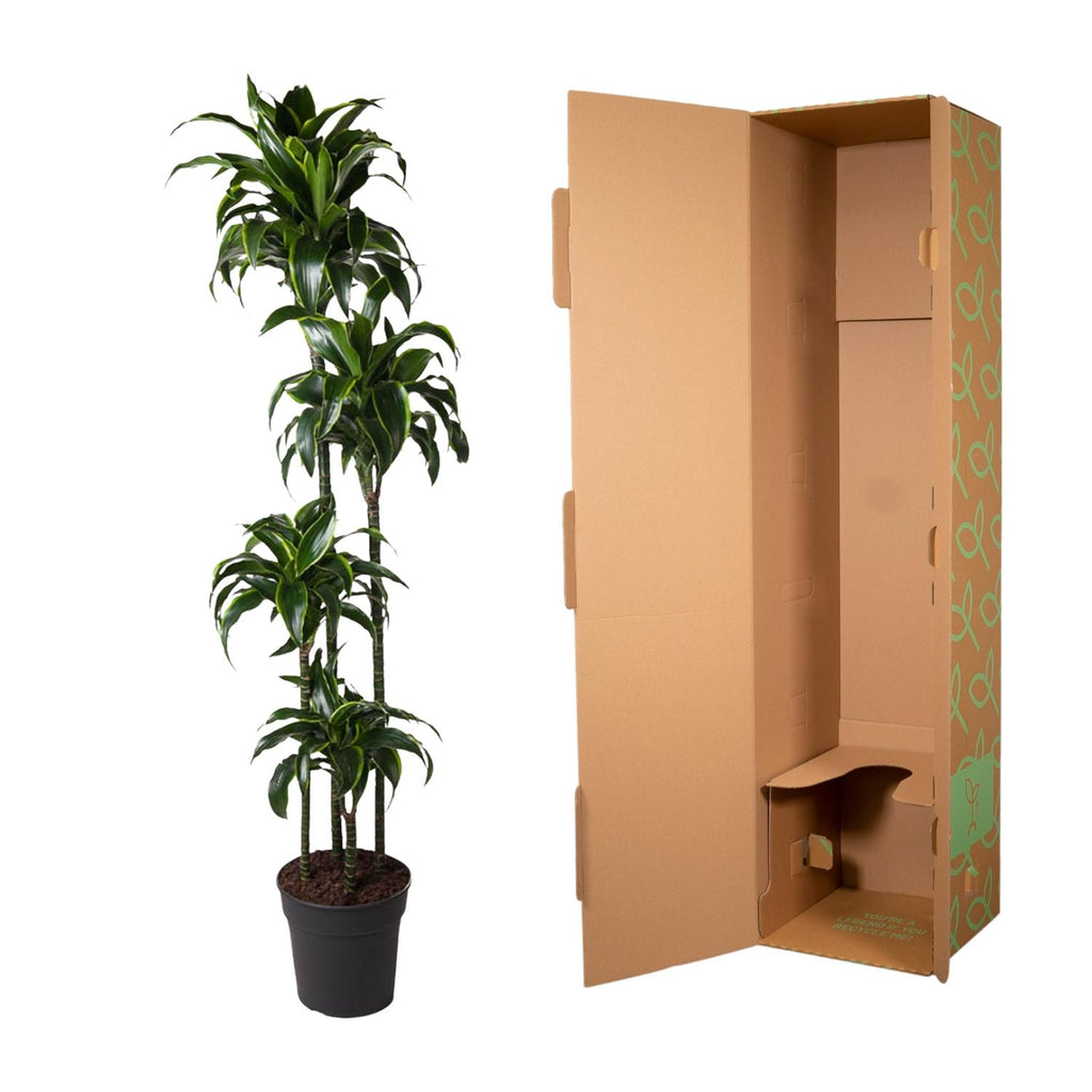 Dracaena Dorado Ø 27 H 170 cm 3