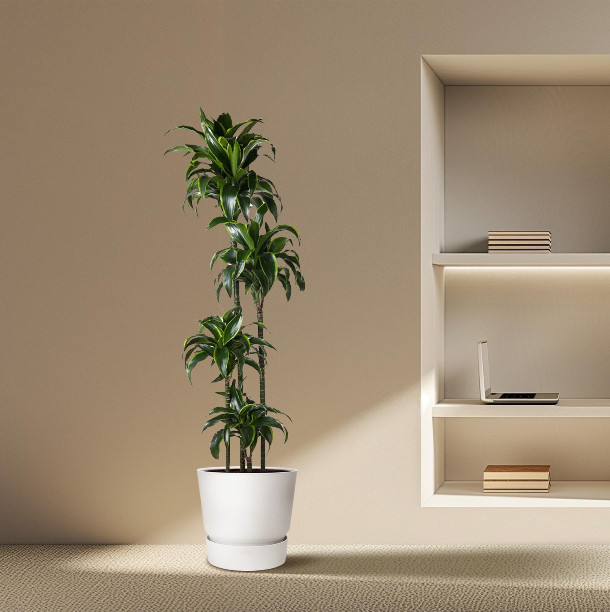 Dracaena Dorado Ø 27 H 170 cm 4