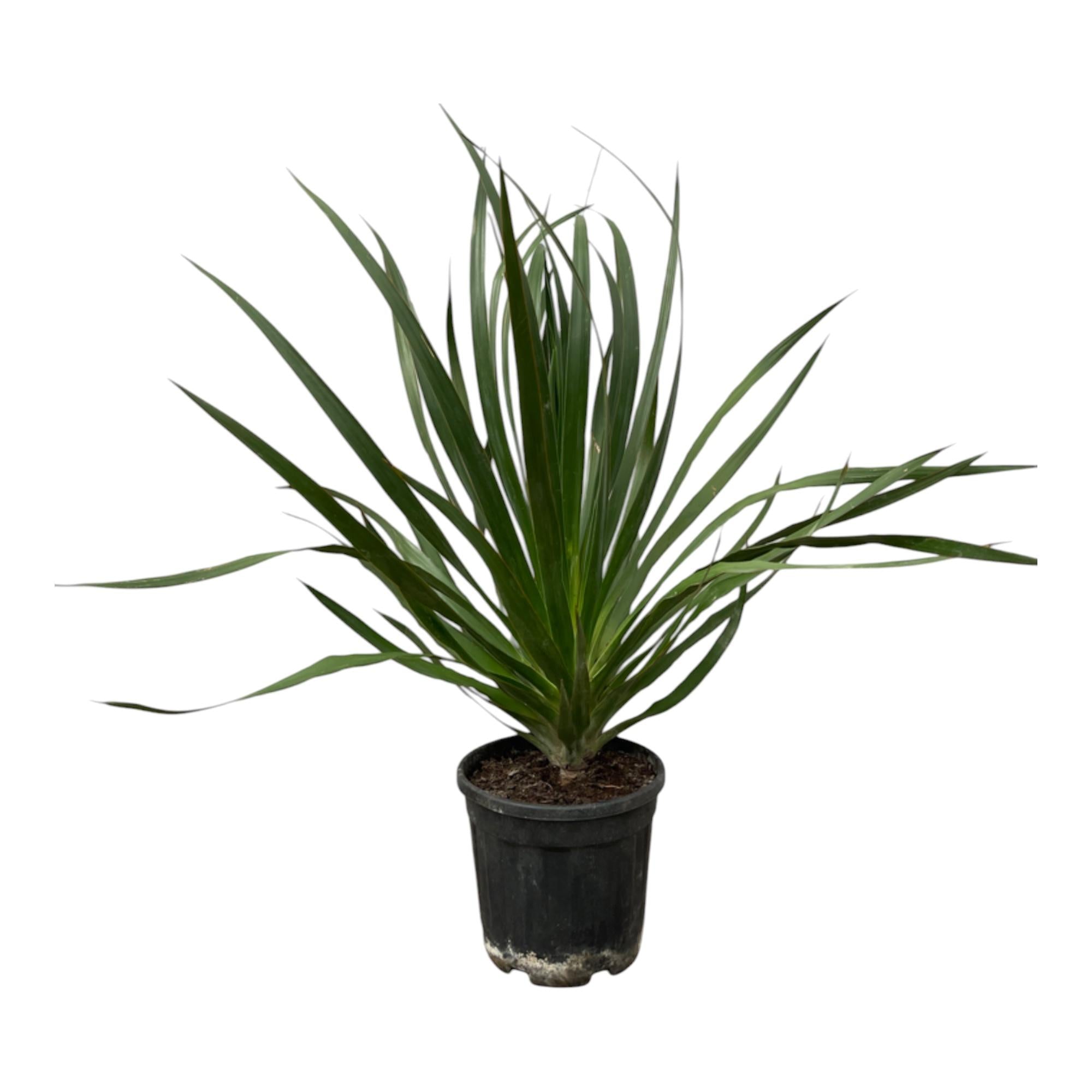 Dracaena Draco Ø 24 H 100 cm