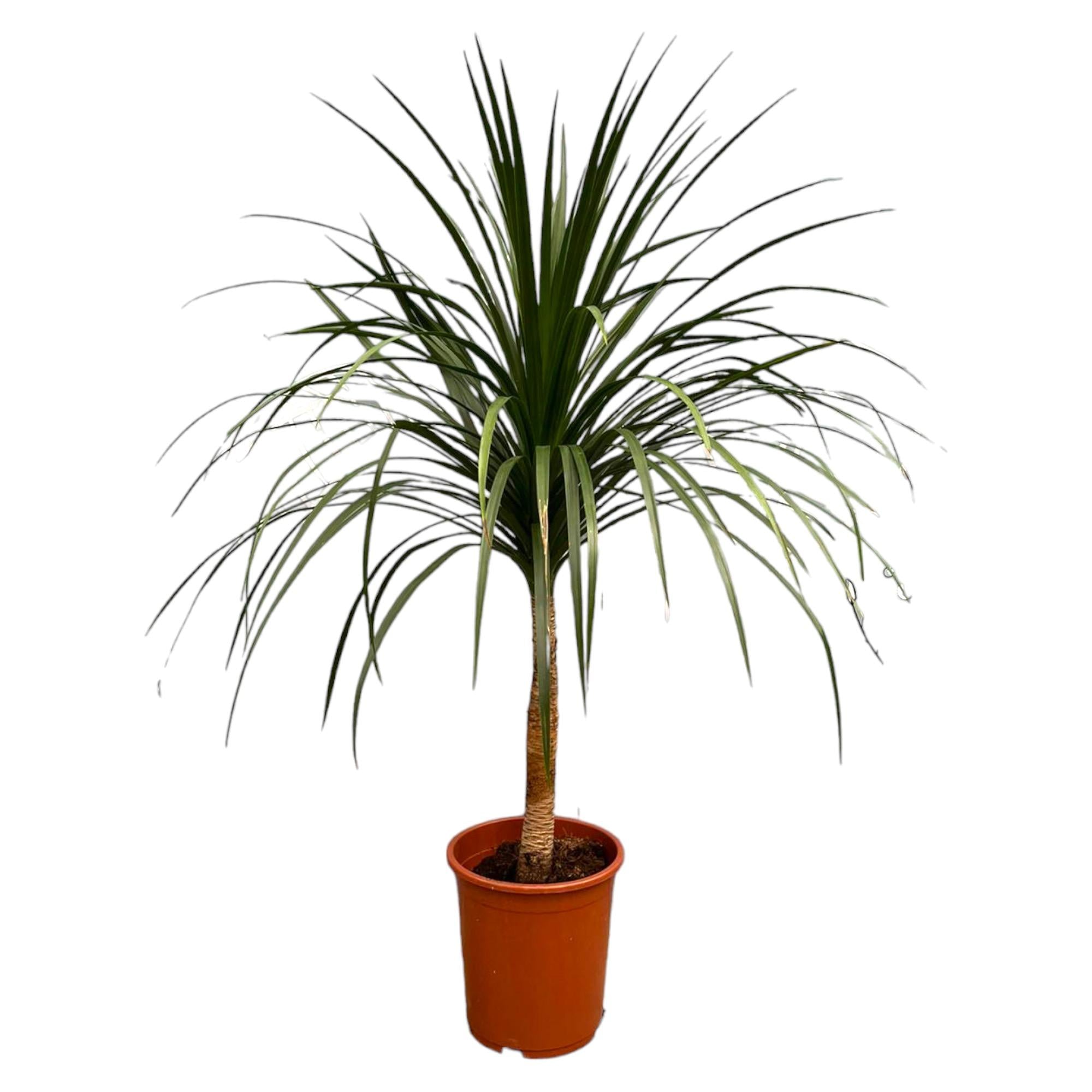 Dracaena Draco Ø 30 H 120 cm