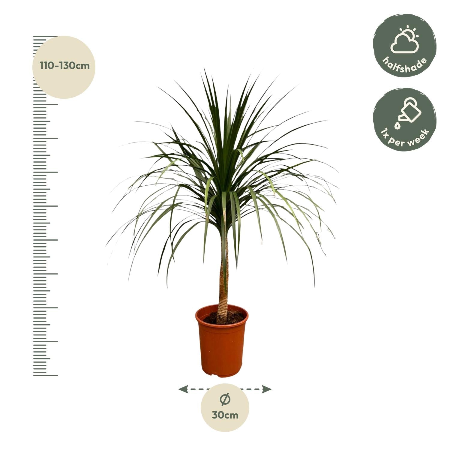 Dracaena Draco Ø 30 H 120 cm 2