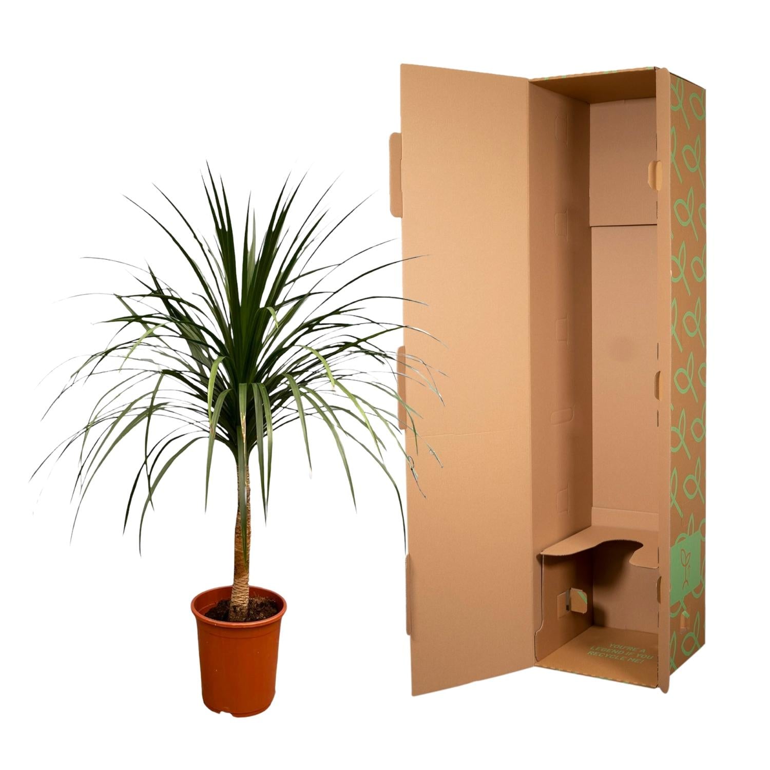 Dracaena Draco Ø 30 H 120 cm 3