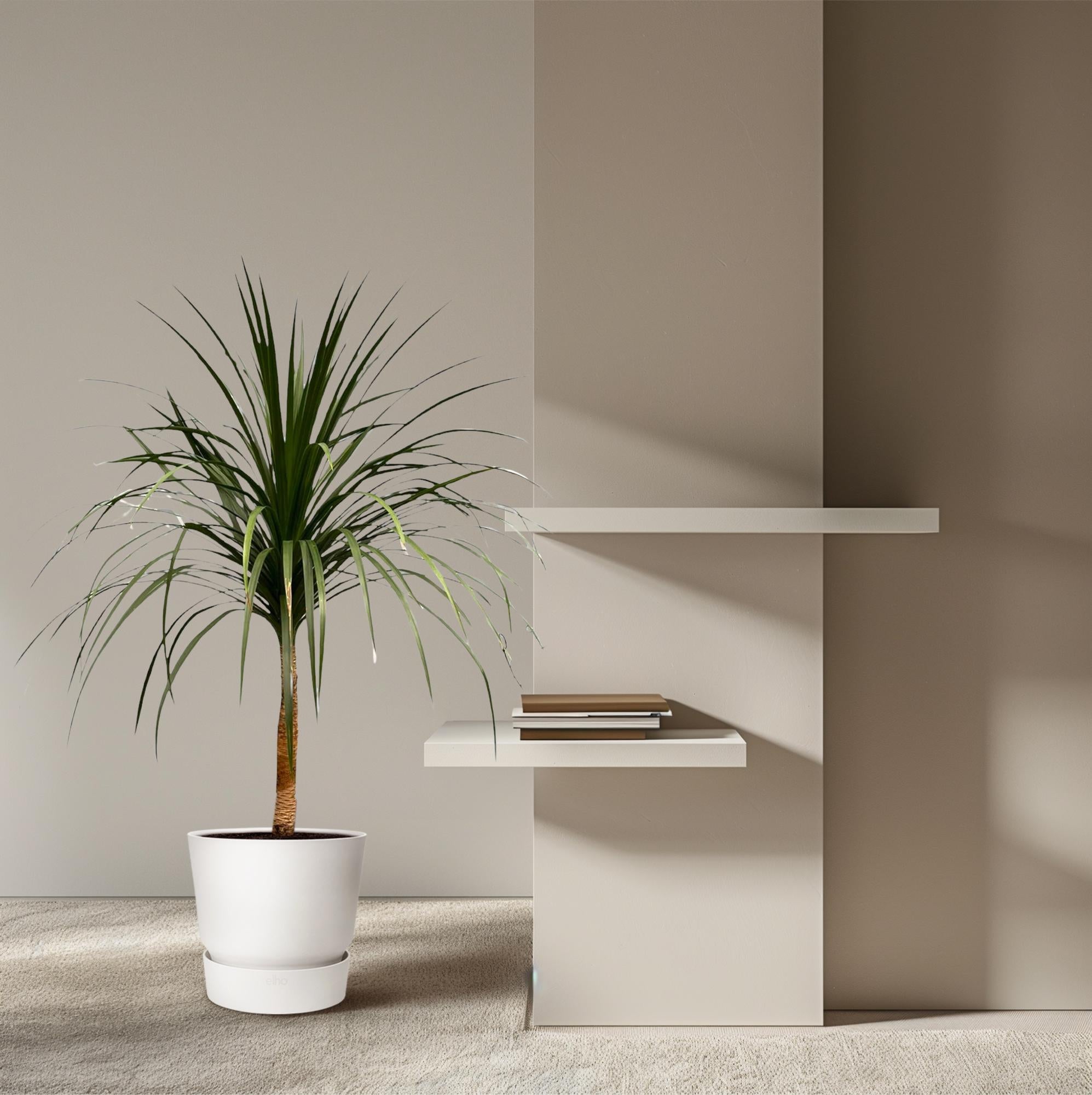 Dracaena Draco Ø 30 H 120 cm 4
