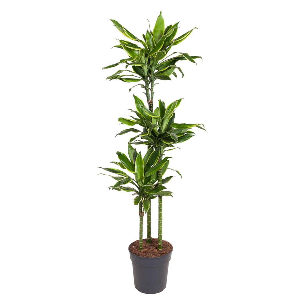 Dracaena Golden Coast Ø 24 H 160 cm