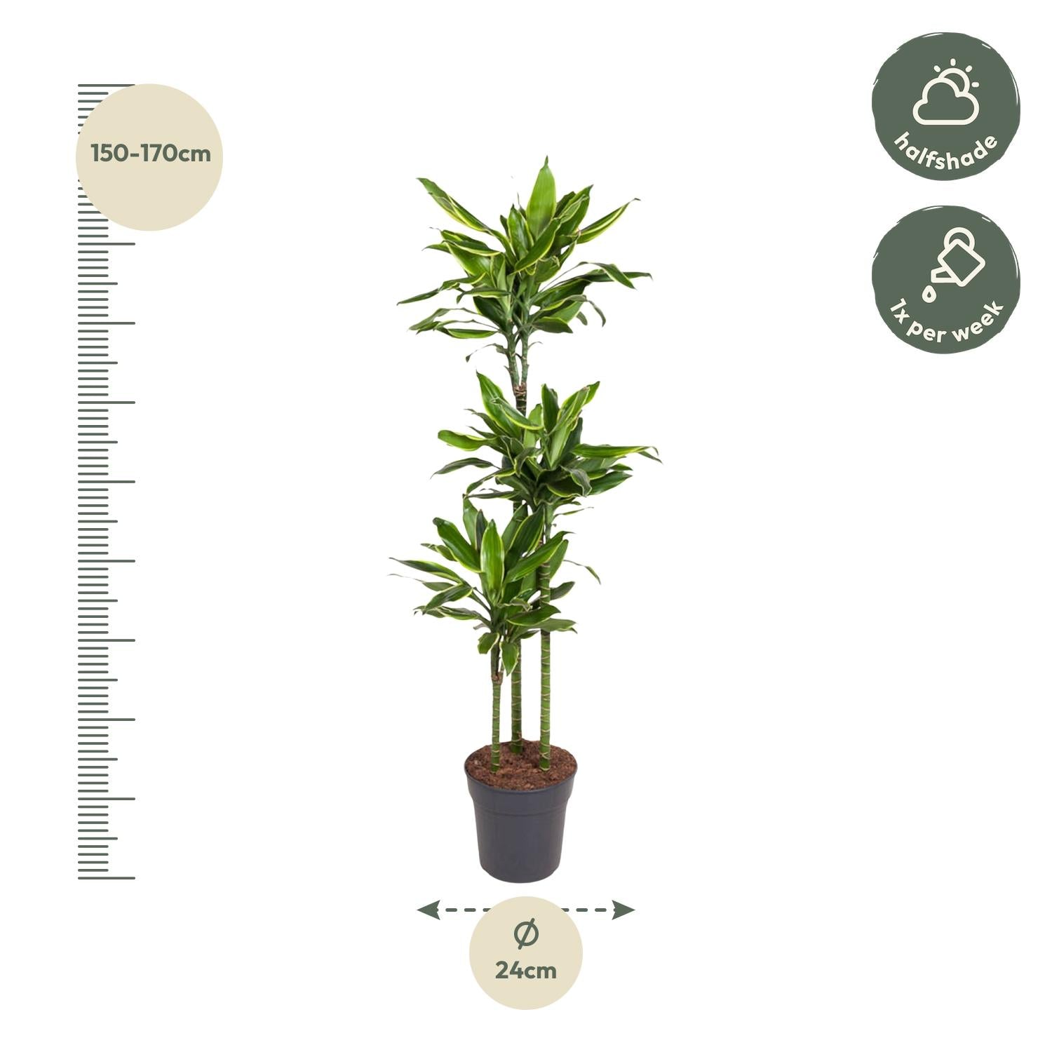 Dracaena Golden Coast Ø 24 H 160 cm 2