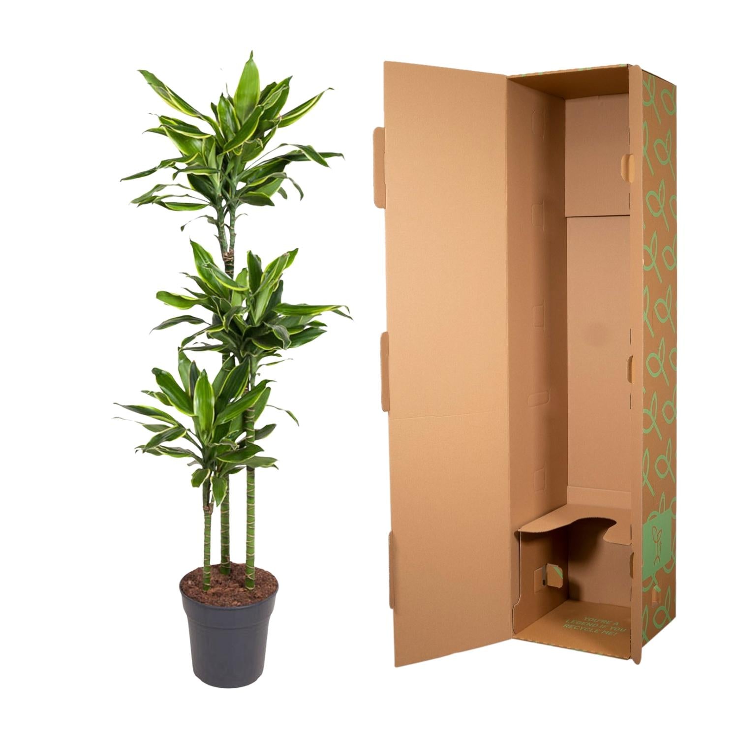 Dracaena Golden Coast Ø 24 H 160 cm 3