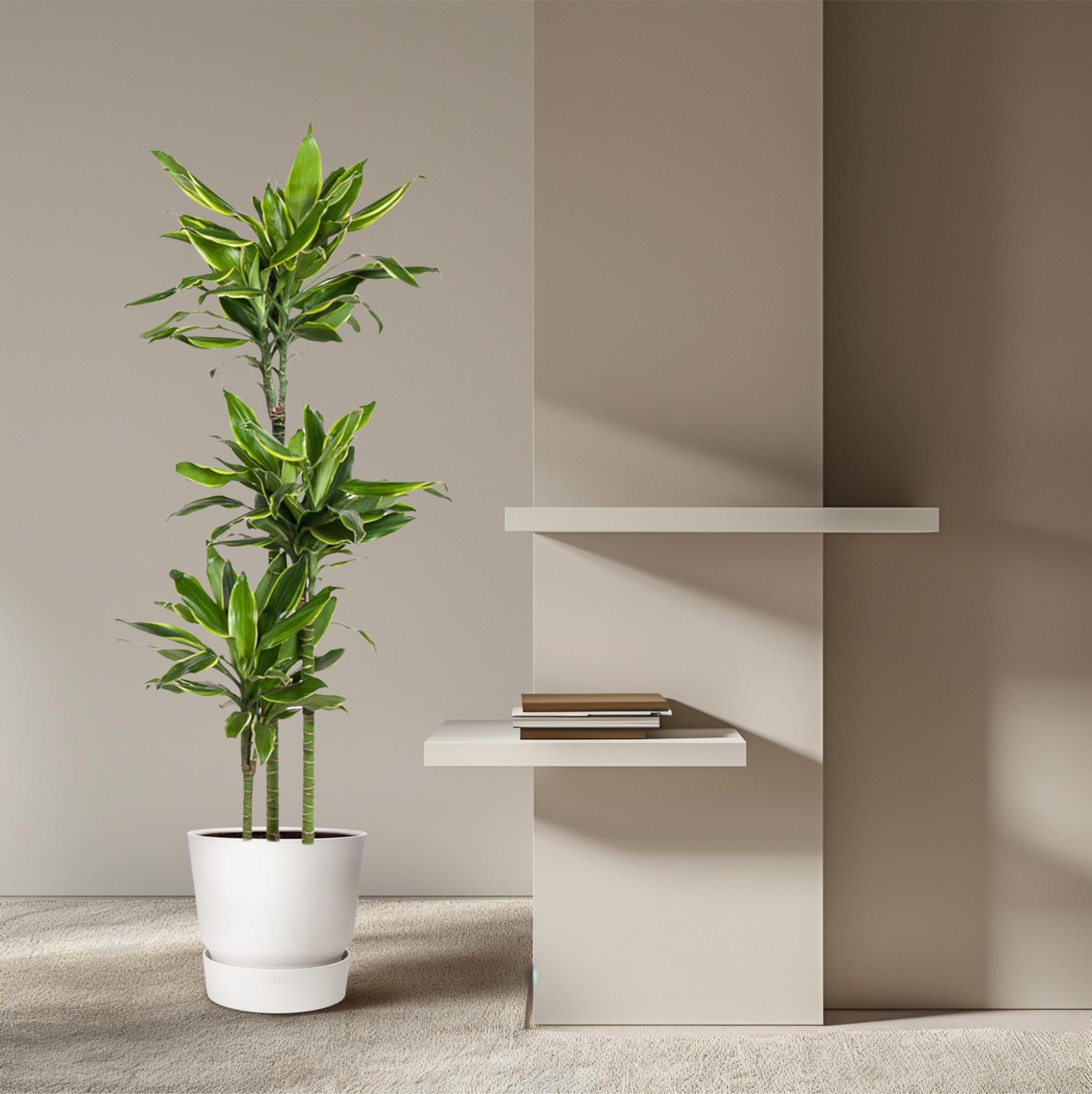 Dracaena Golden Coast Ø 24 H 160 cm 4
