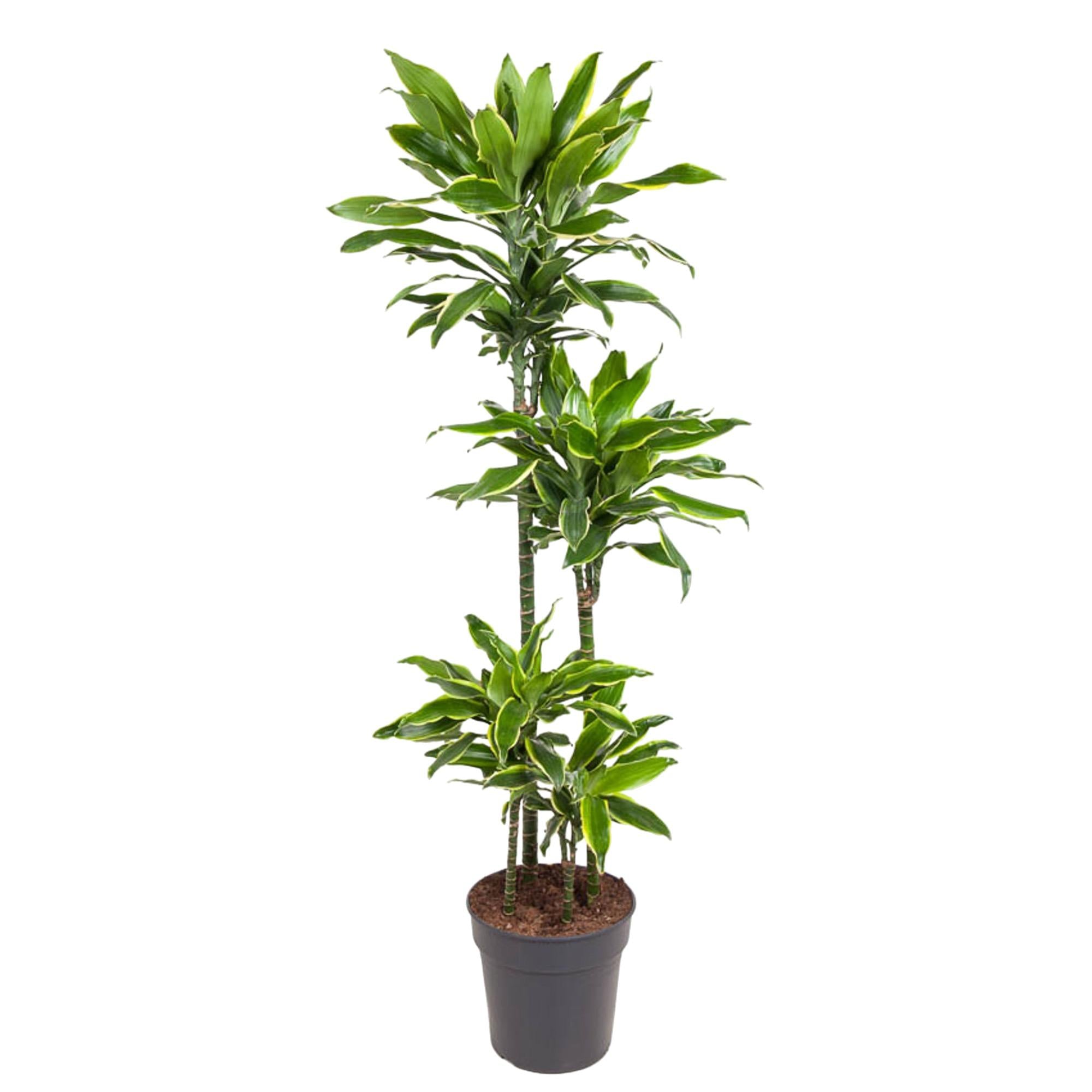 Dracaena Golden Coast Ø 27 H 140 cm