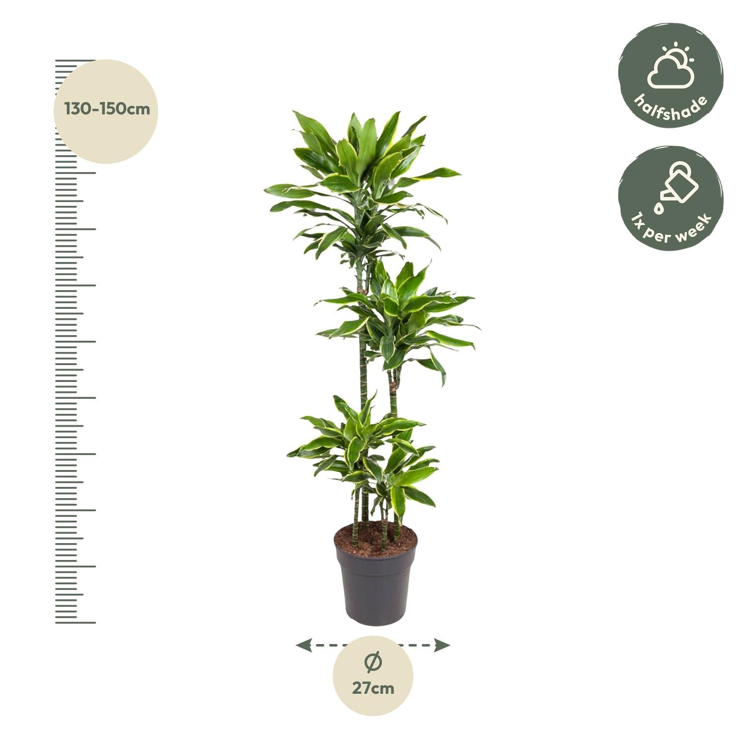 Dracaena Golden Coast Ø 27 H 140 cm 2