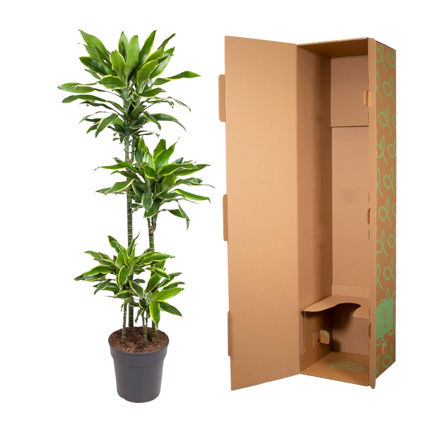 Dracaena Golden Coast Ø 27 H 140 cm 3