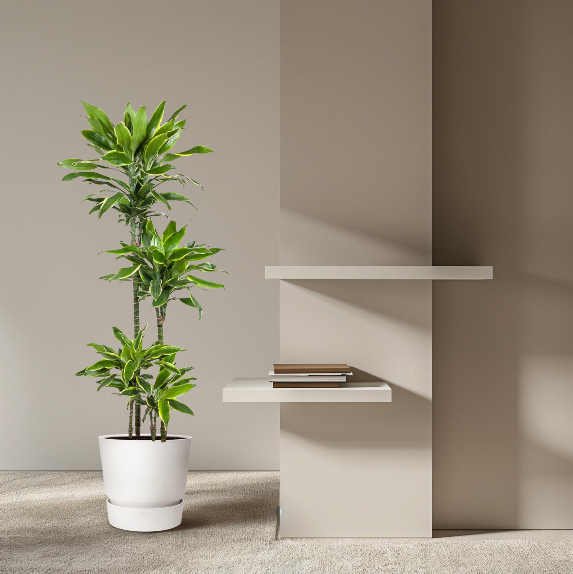 Dracaena Golden Coast Ø 27 H 140 cm 4