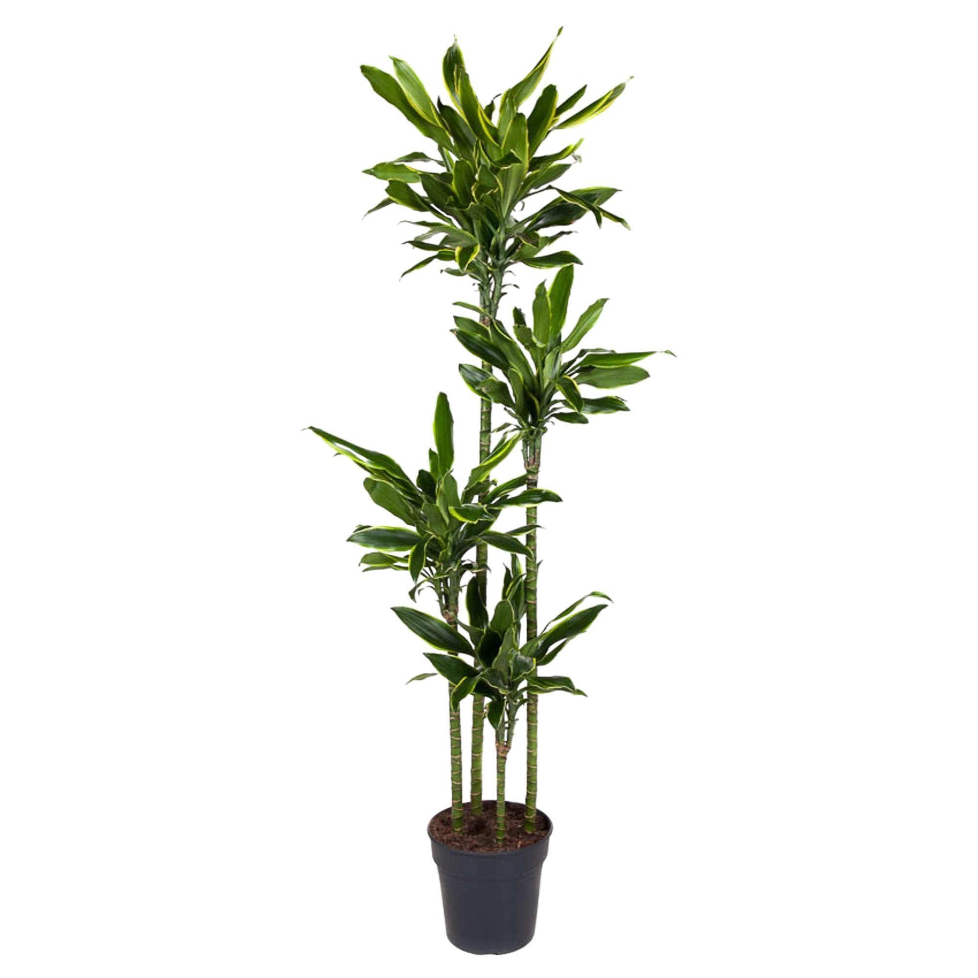 Dracaena Golden Coast Ø 27 H 170 cm