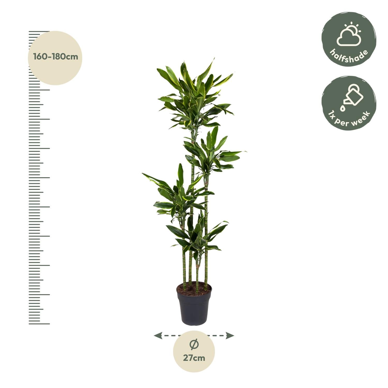 Dracaena Golden Coast Ø 27 H 170 cm 2