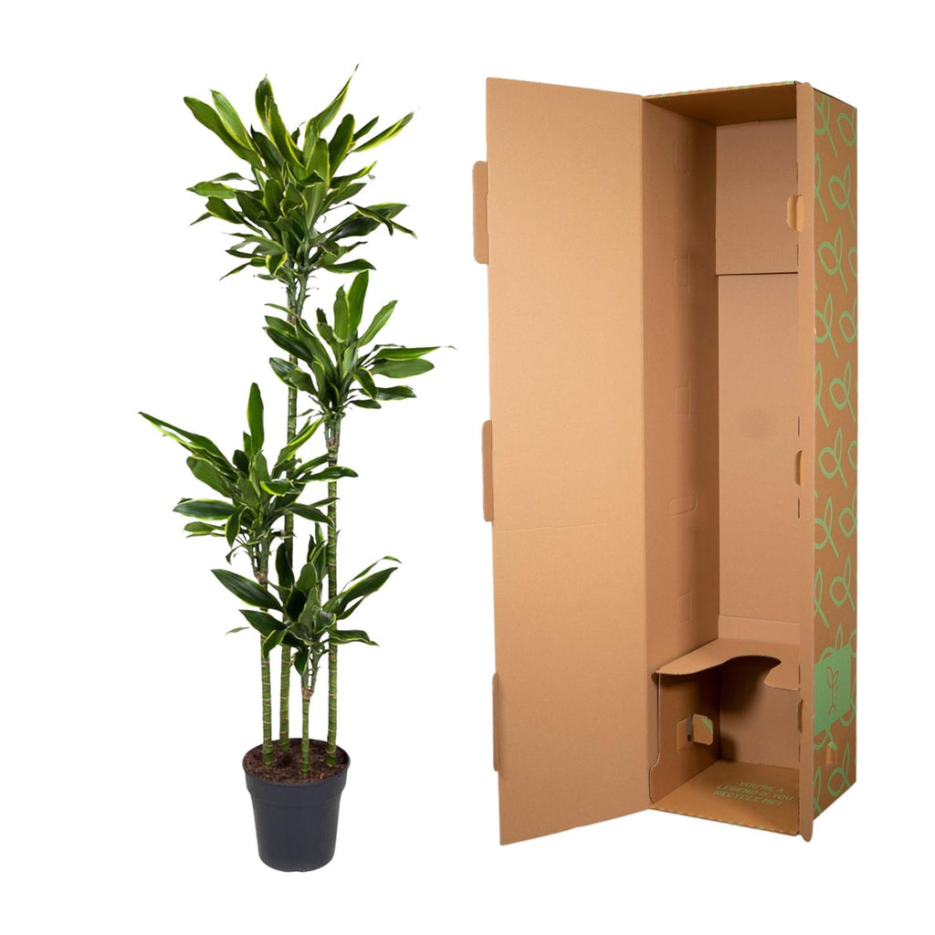 Dracaena Golden Coast Ø 27 H 170 cm 3