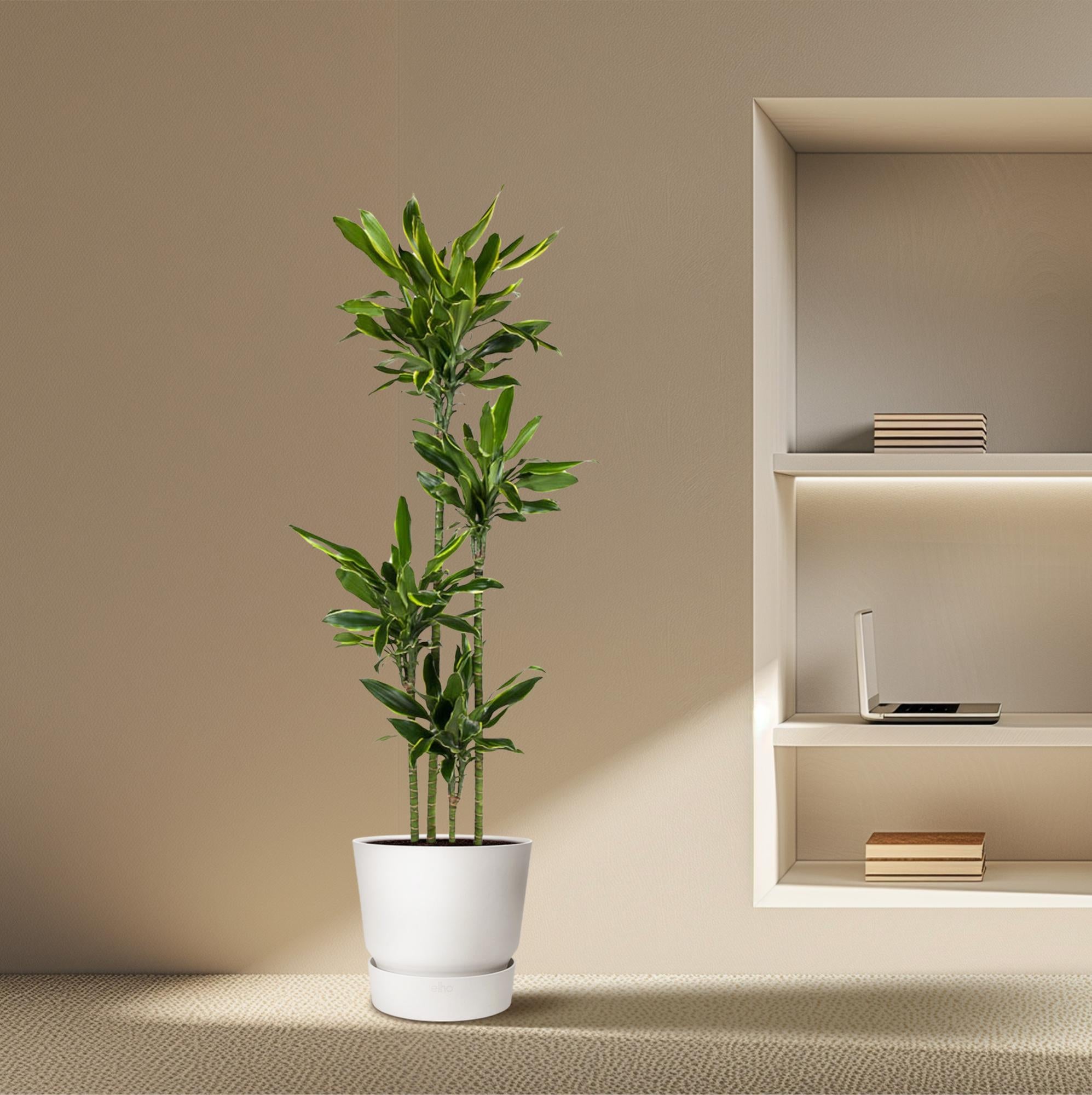 Dracaena Golden Coast Ø 27 H 170 cm 4