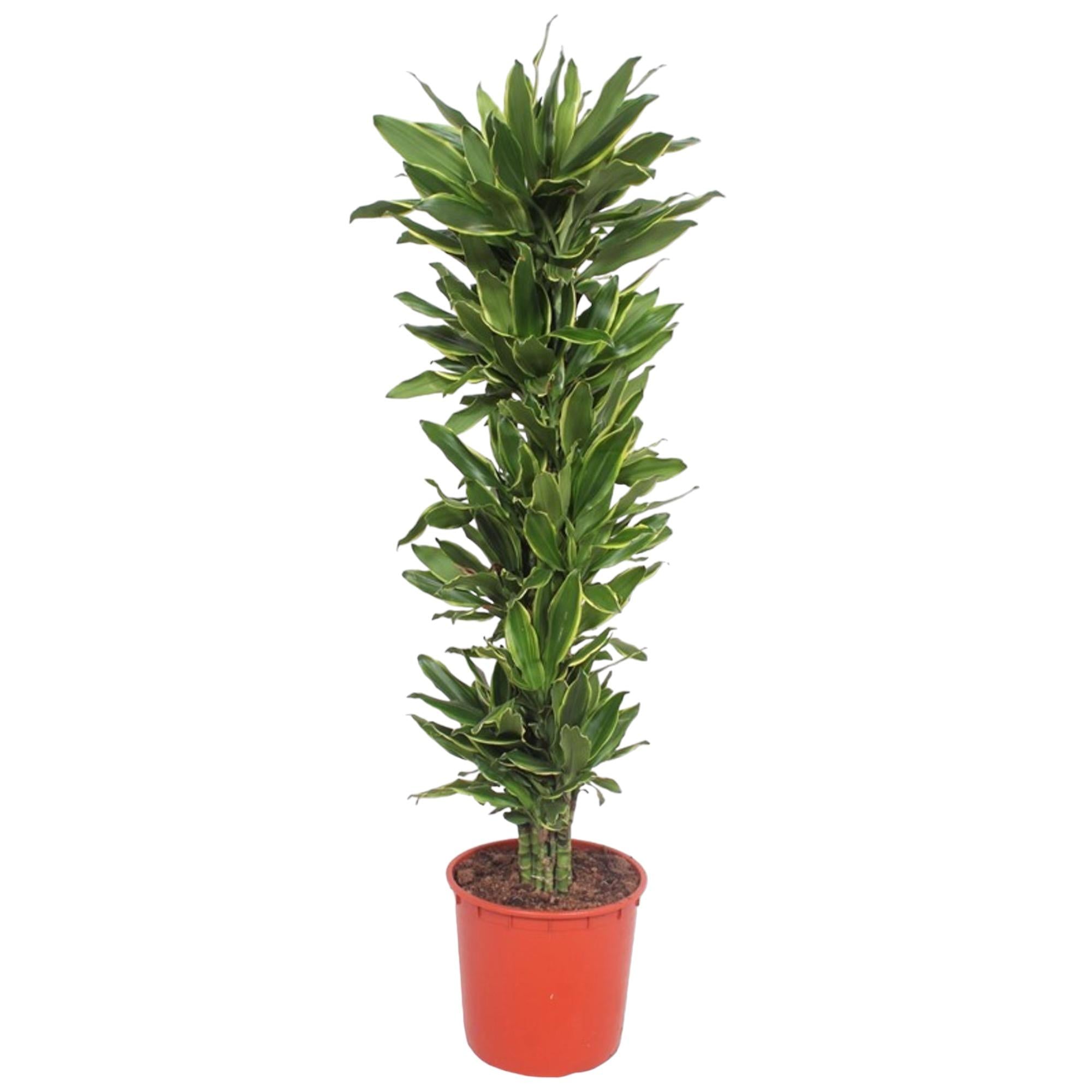 Dracaena Golden Coast Ø 34 H 200 cm
