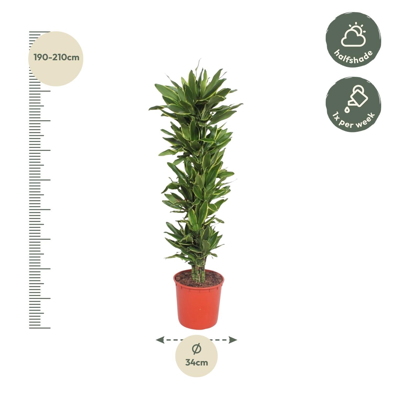 Dracaena Golden Coast Ø 34 H 200 cm 2